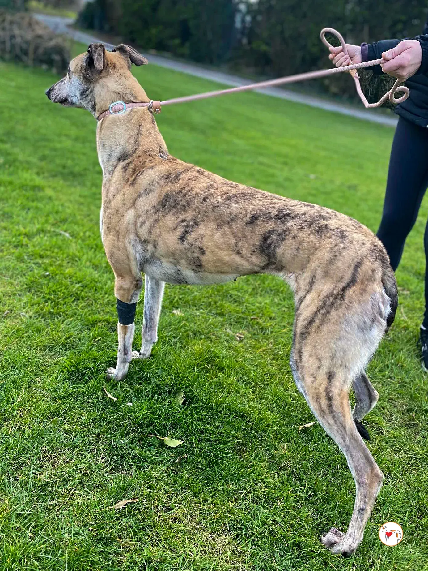 myrtle grey adozione 10