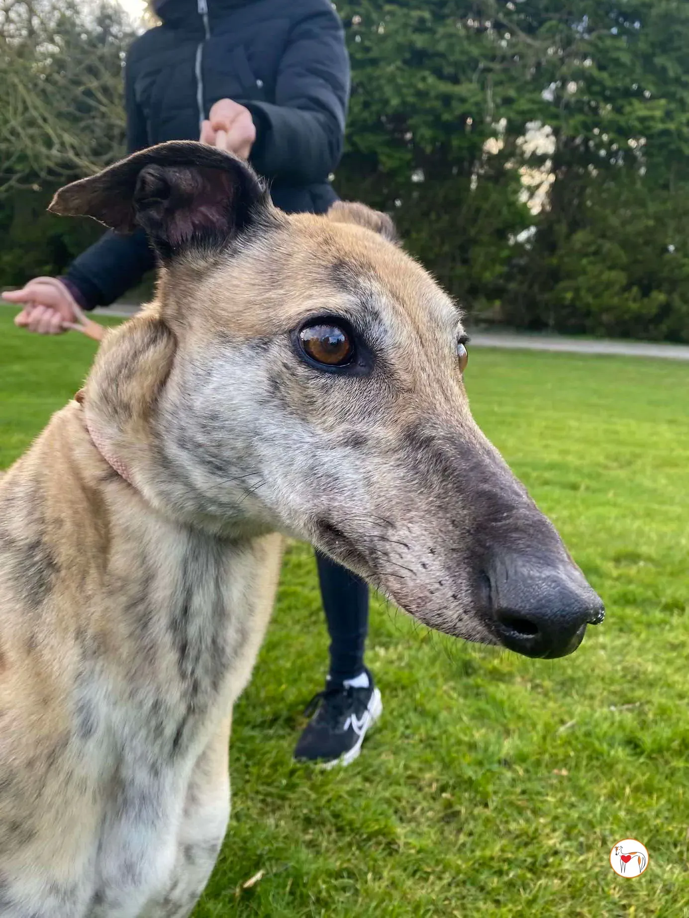 myrtle grey adozione 11