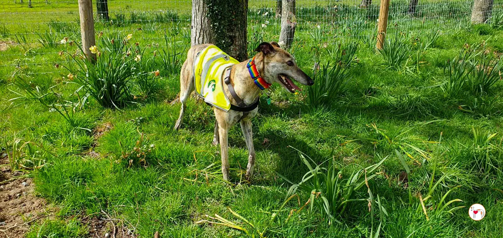 myrtle grey adozione 18