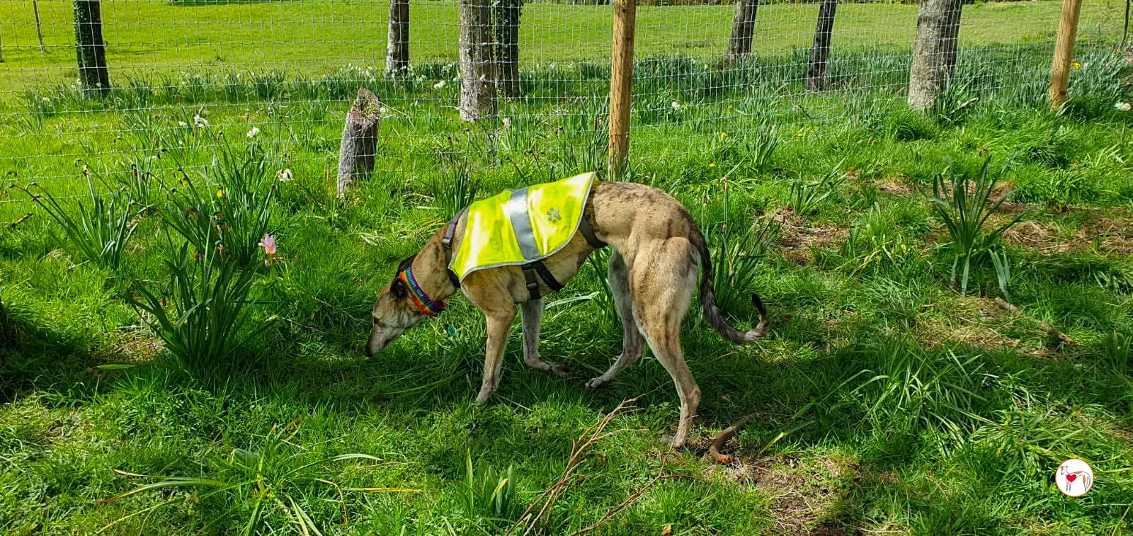 myrtle grey adozione 19