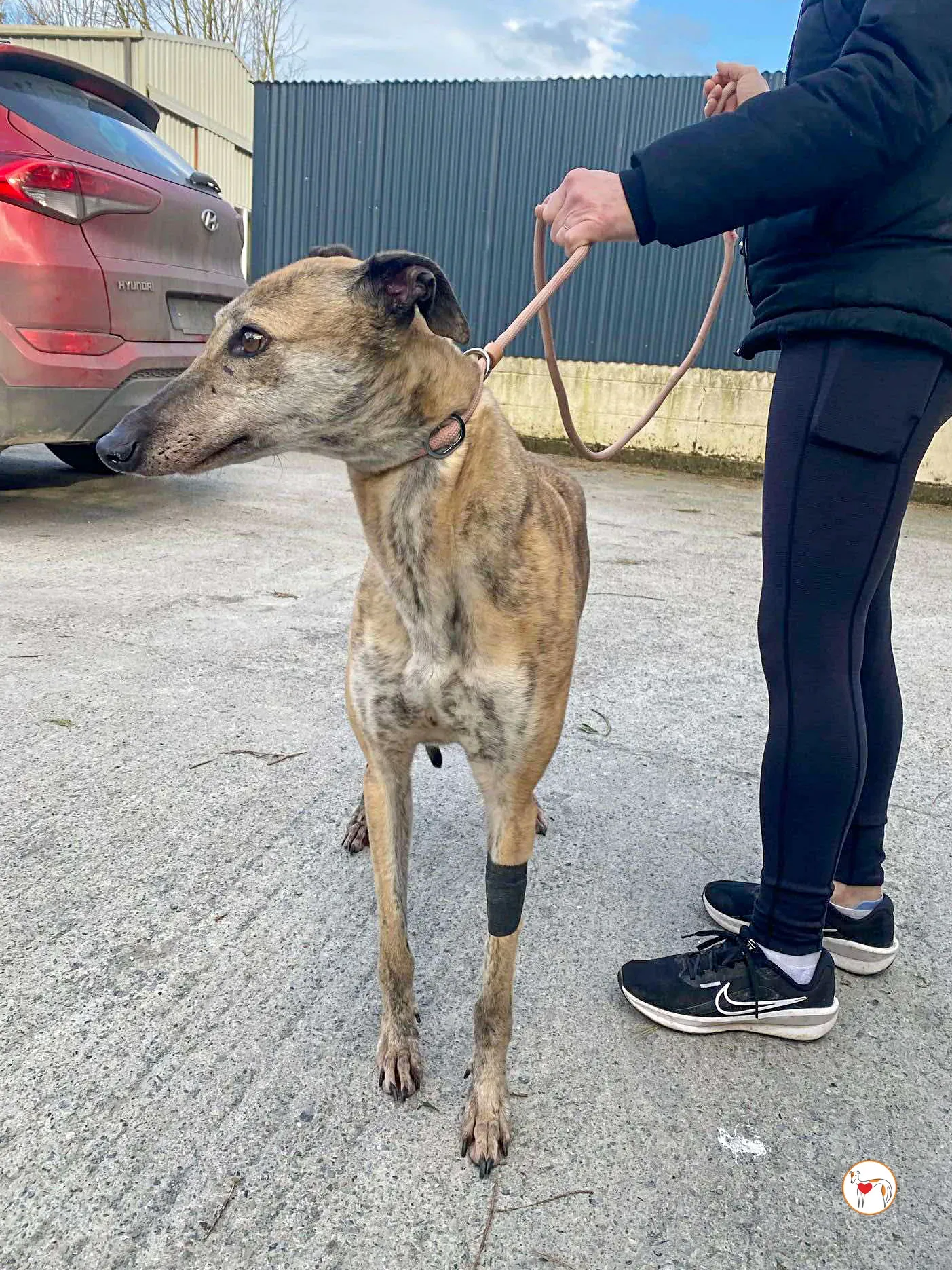 myrtle grey adozione 2