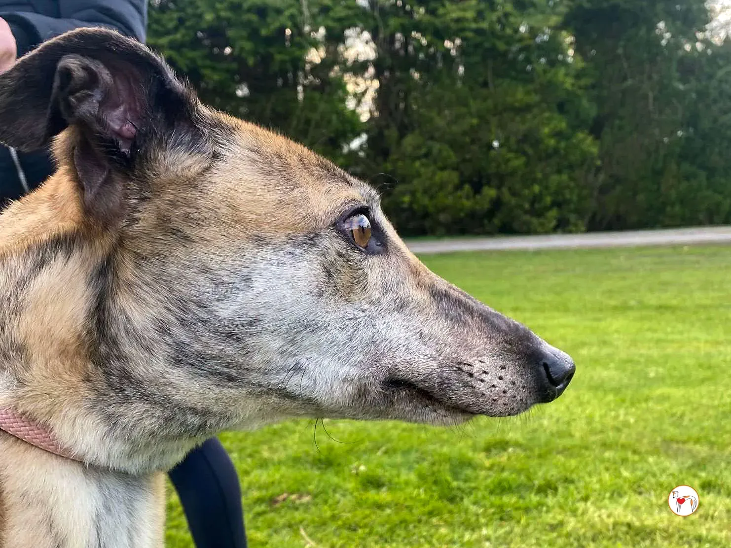 myrtle grey adozione 4