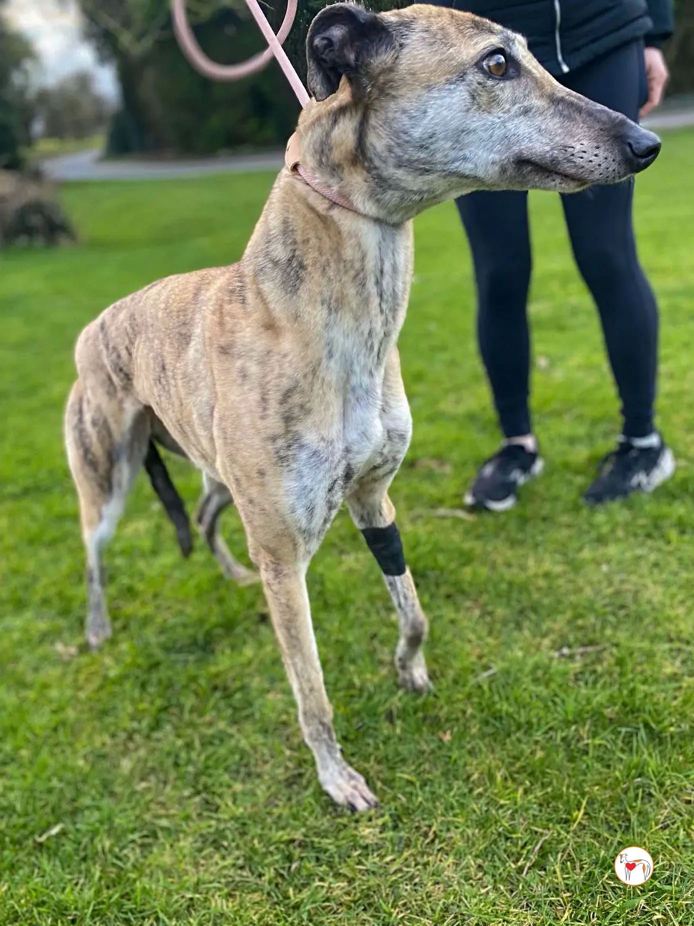 myrtle grey adozione 5