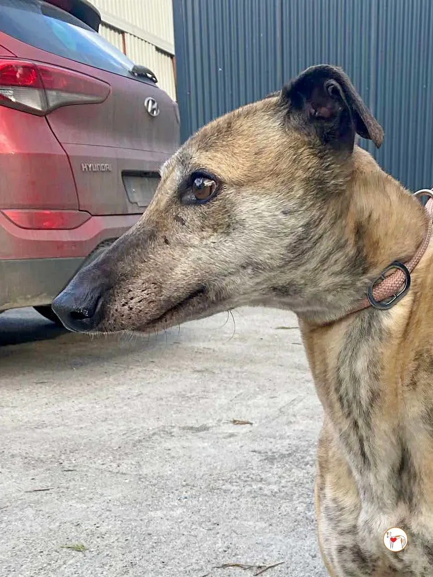 myrtle grey adozione 6