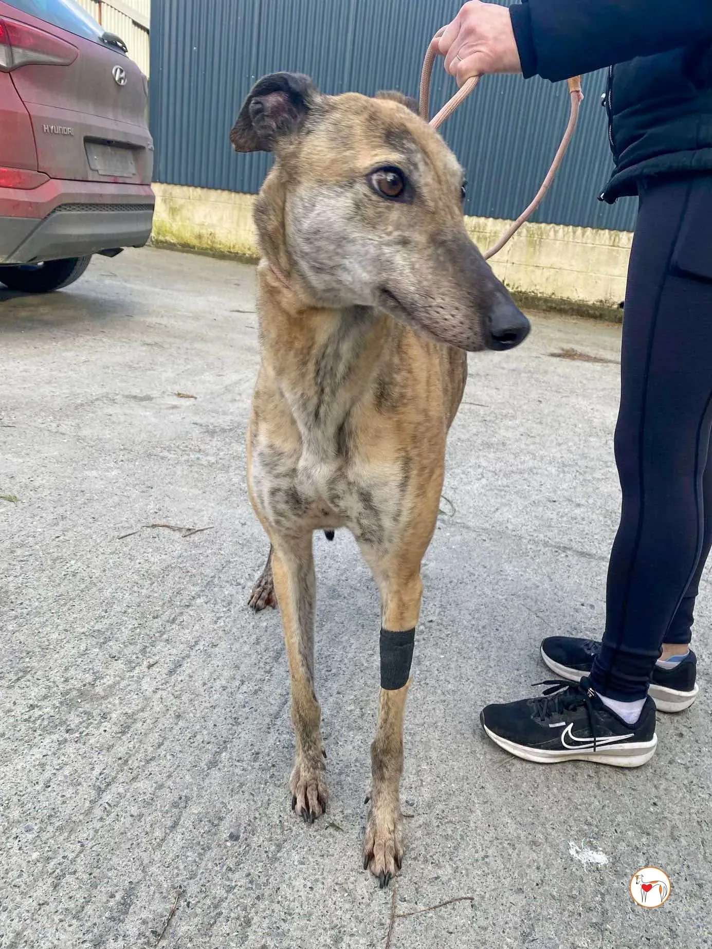 myrtle grey adozione 8