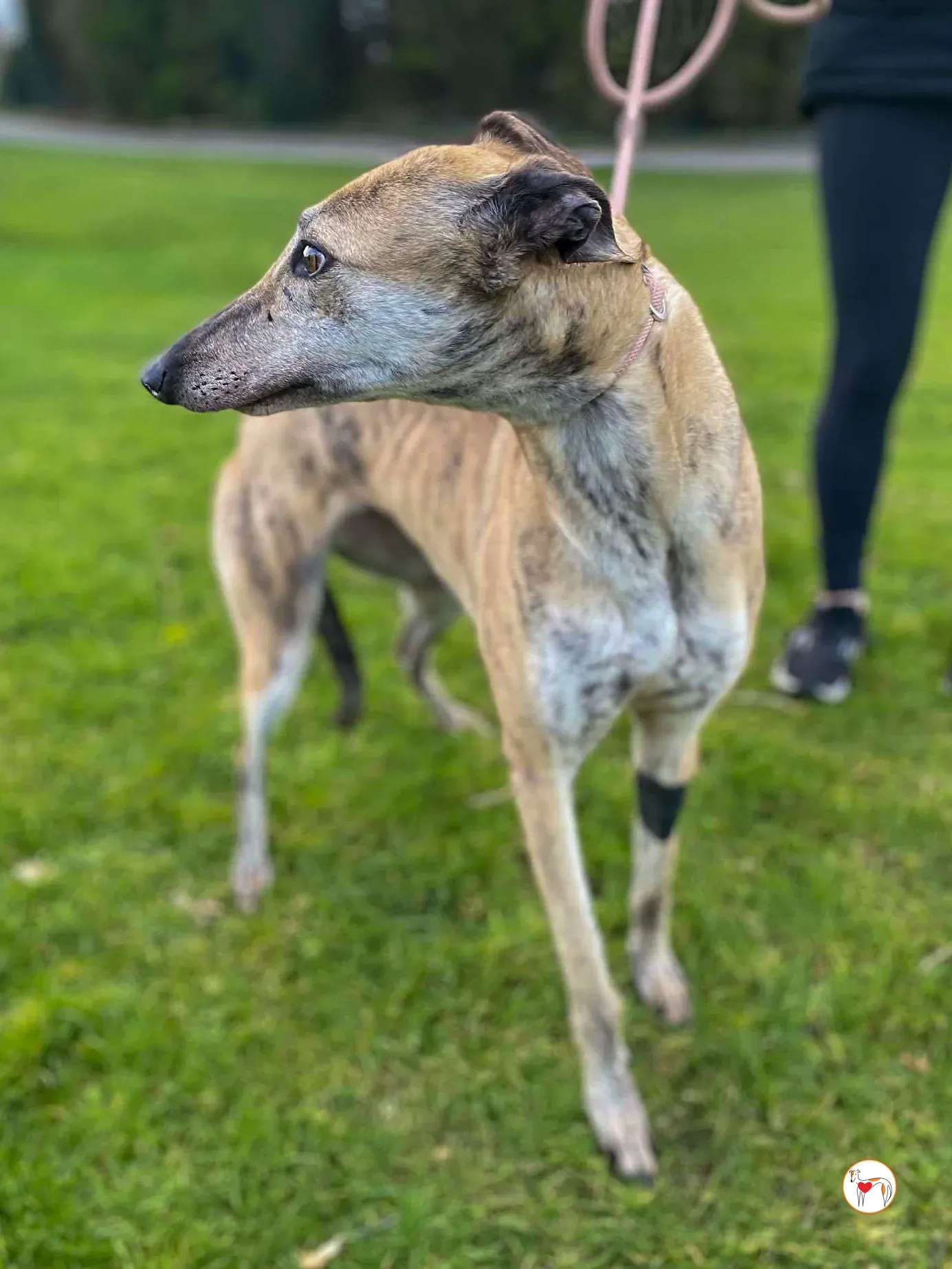 myrtle grey adozione 9