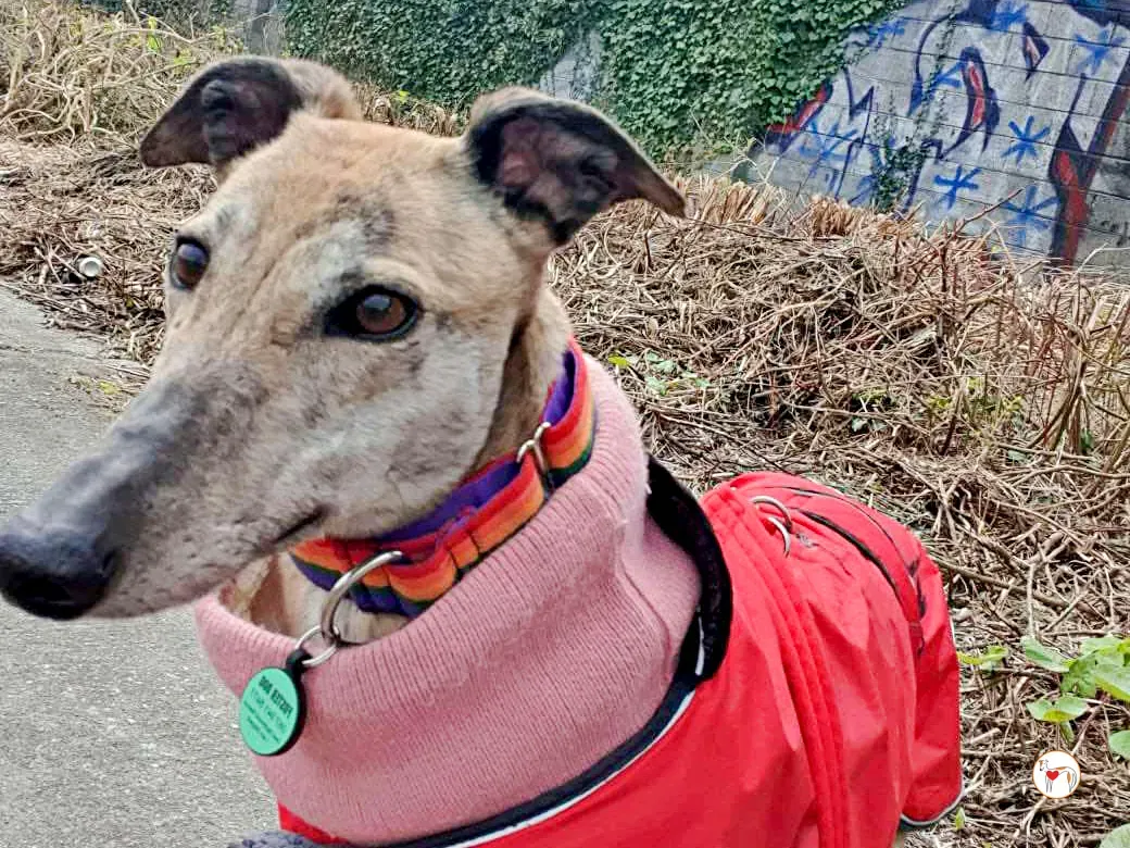 myrtle grey adozione 12