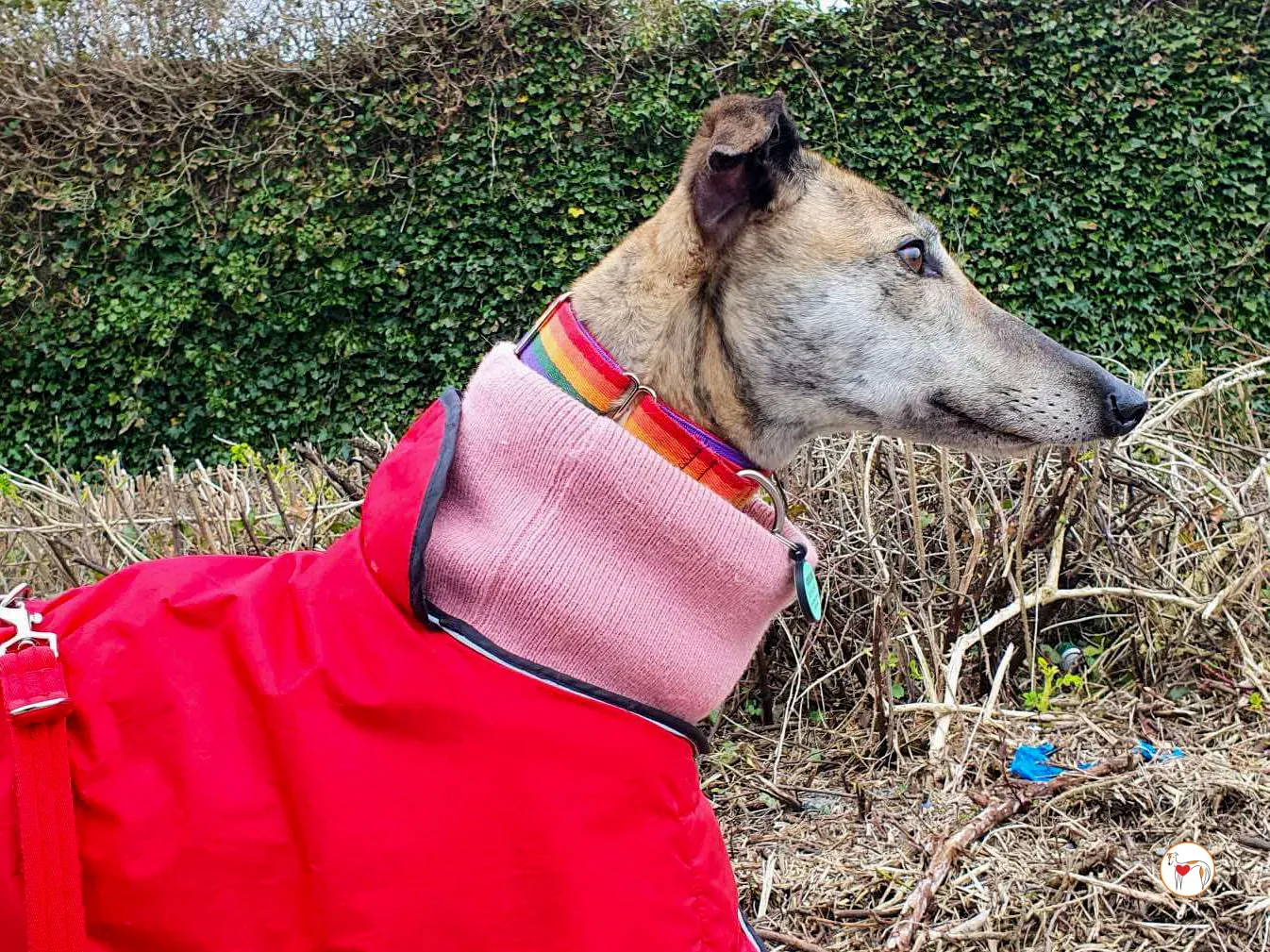 myrtle grey adozione 13