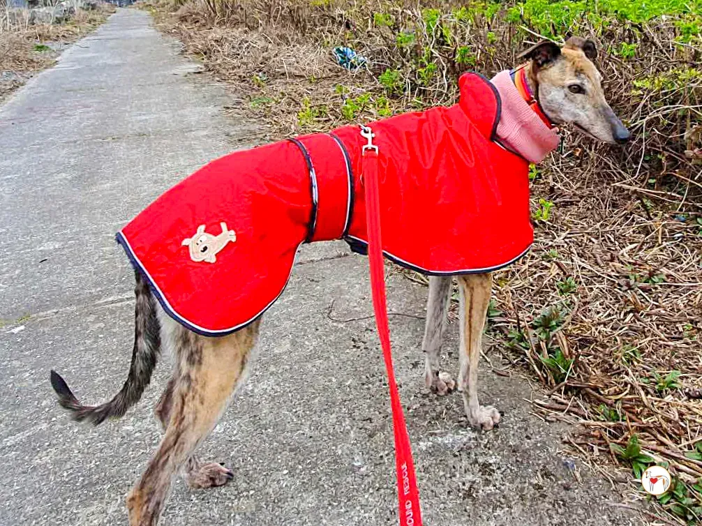 myrtle grey adozione 14