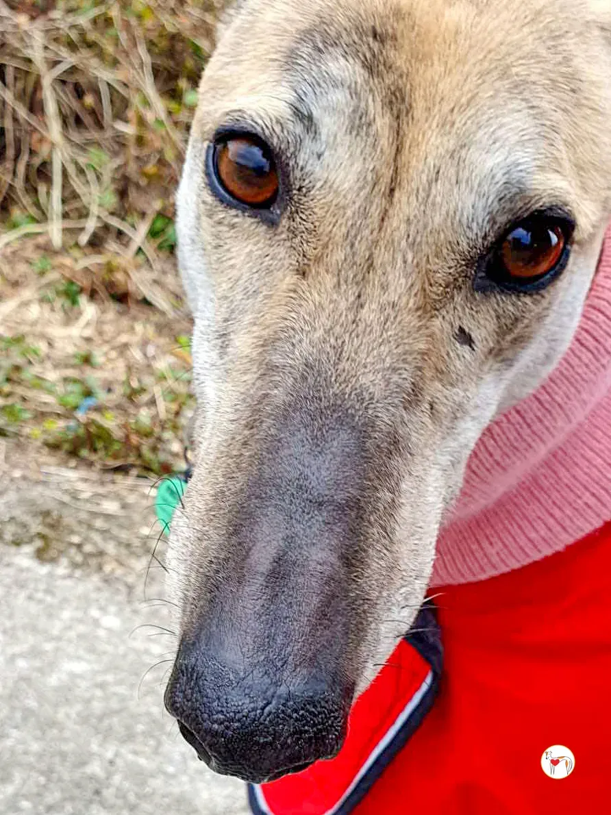 myrtle grey adozione 15