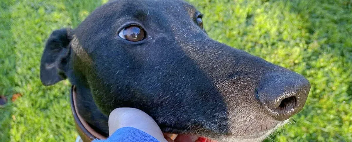 myth grey adozione 00 nuova copertina a