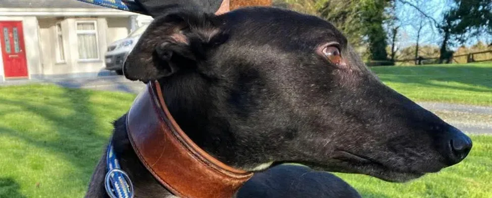 myth grey adozione 00 nuova copertina b