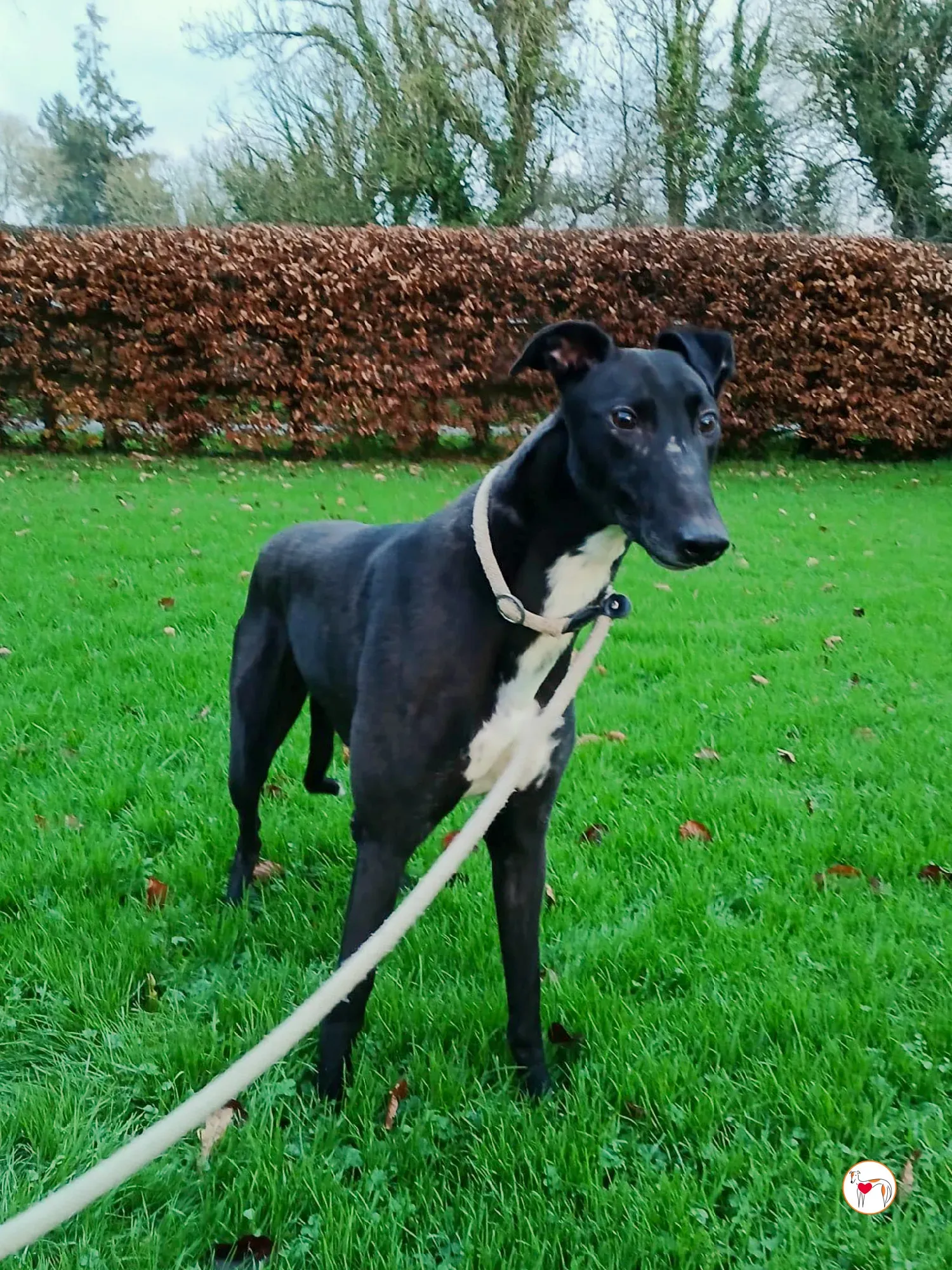 myth grey adozione 1