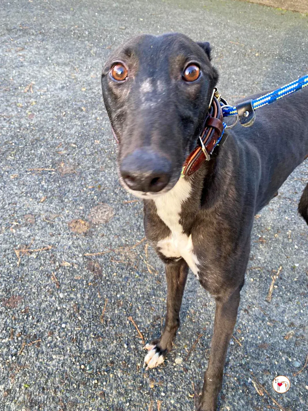 myth grey adozione 10