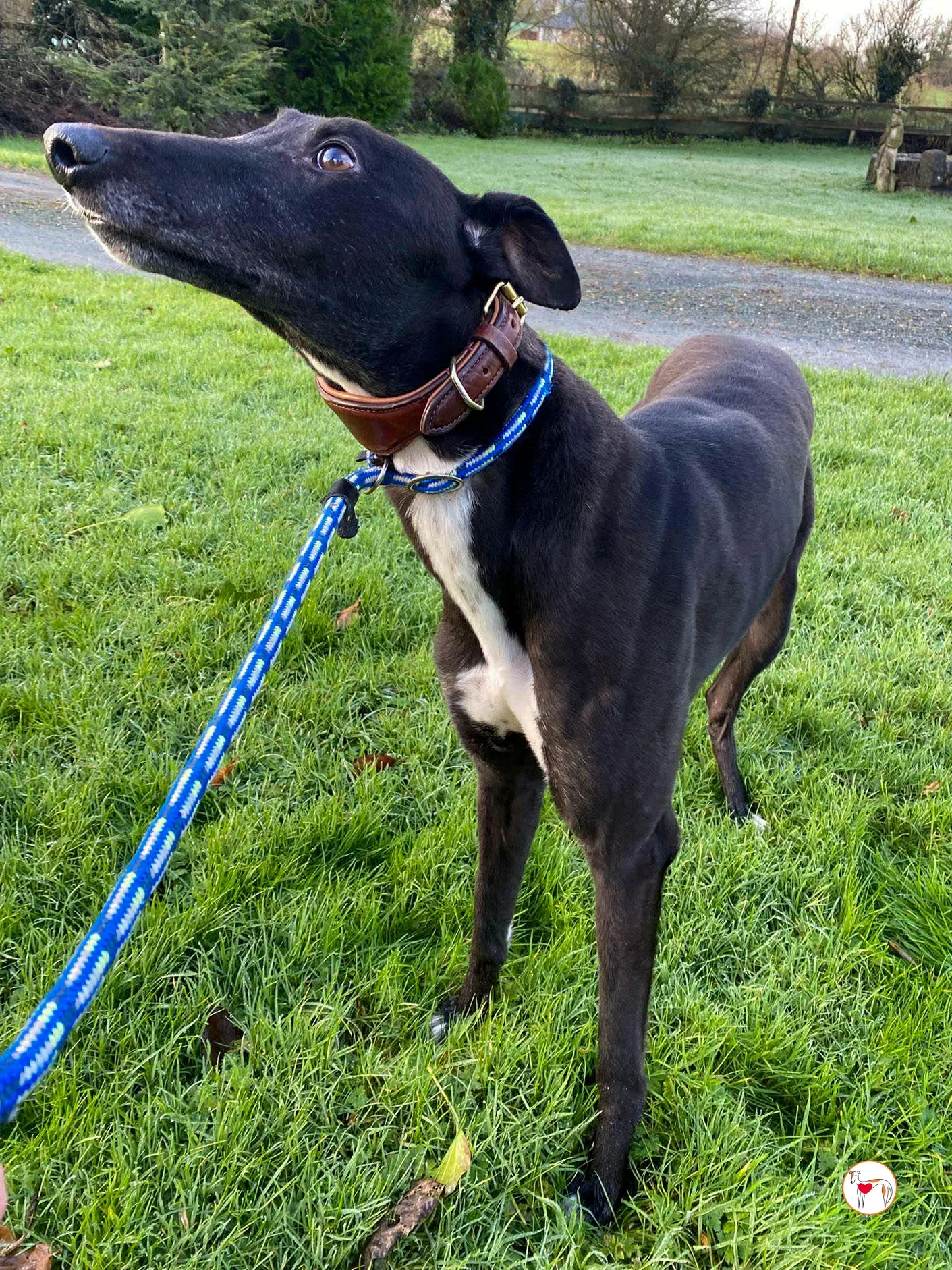 myth grey adozione 11