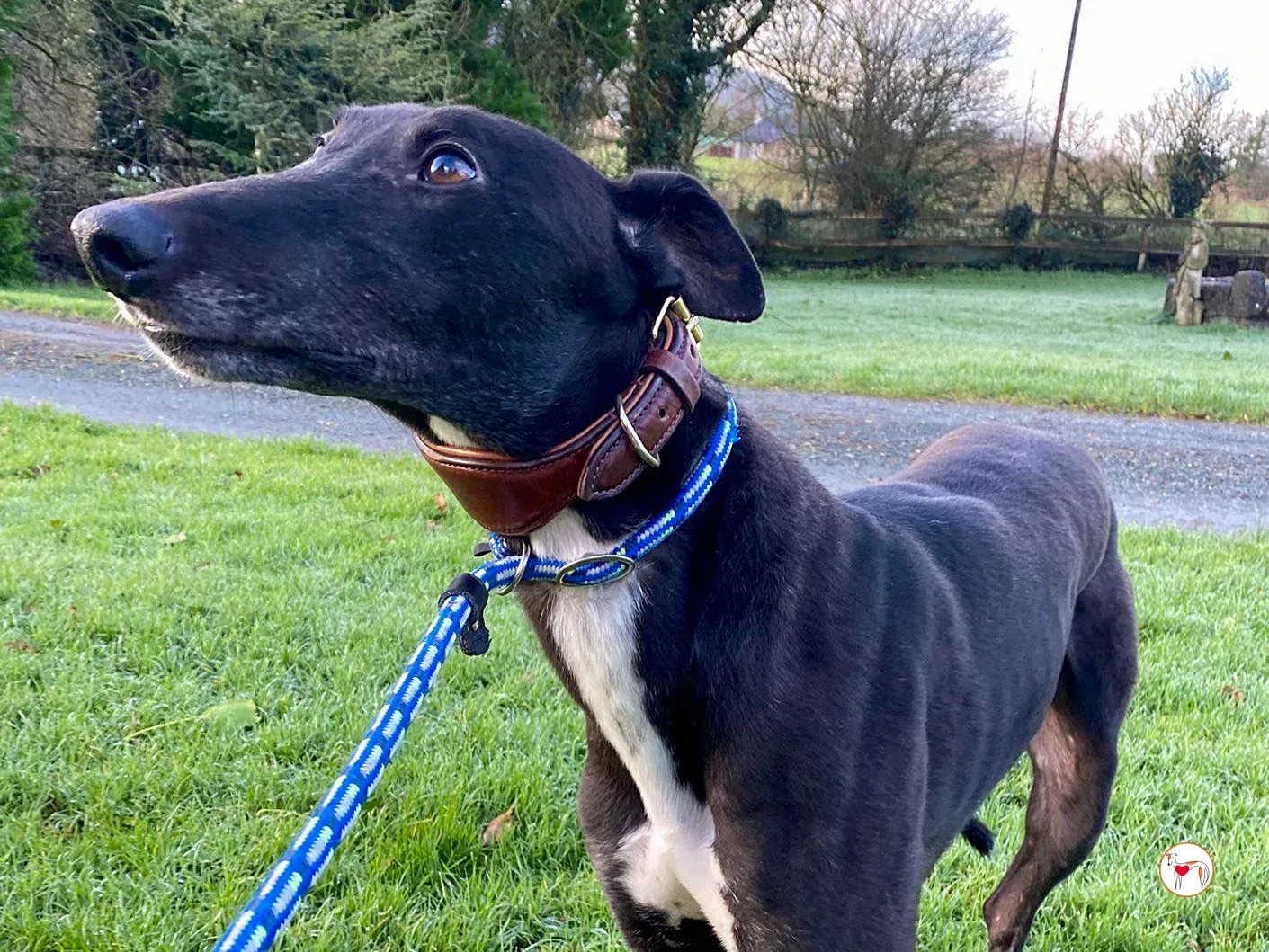 myth grey adozione 12