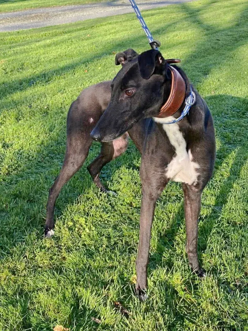 myth grey adozione 13