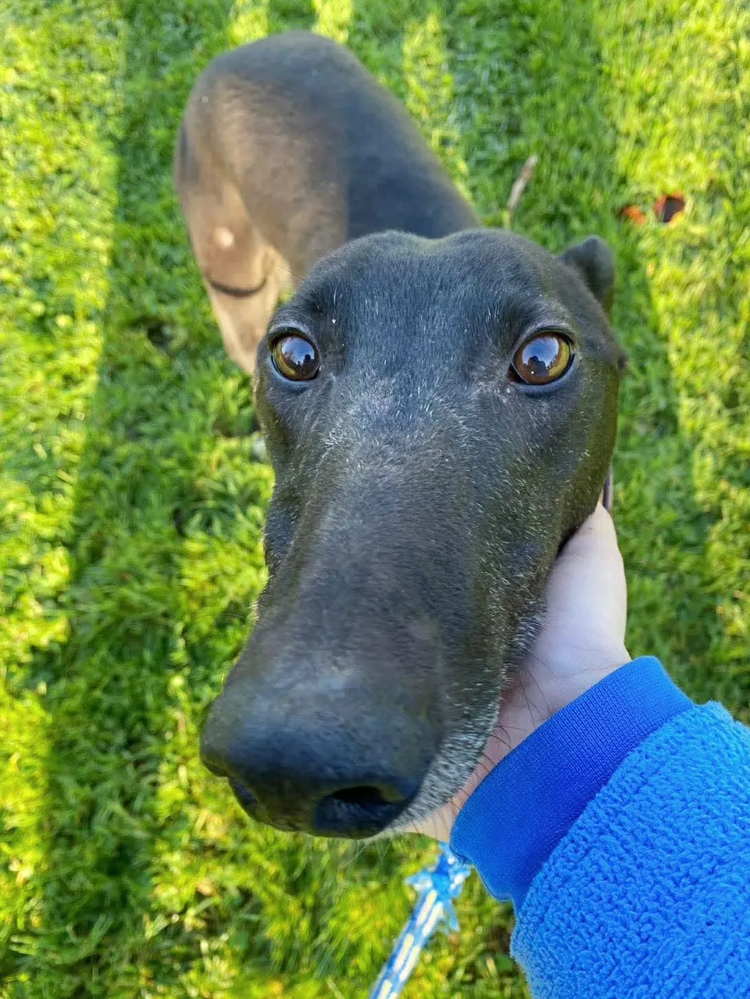 myth grey adozione 15