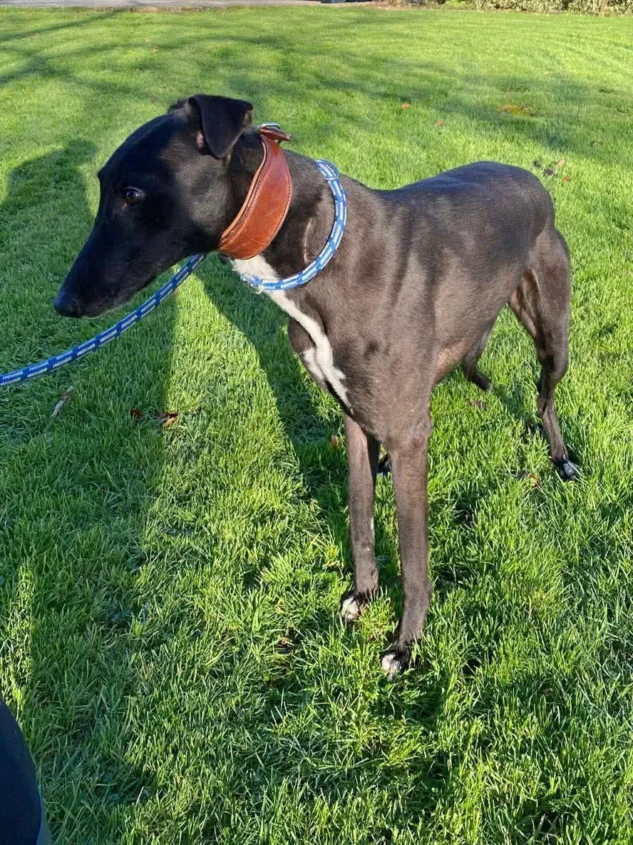 myth grey adozione 16