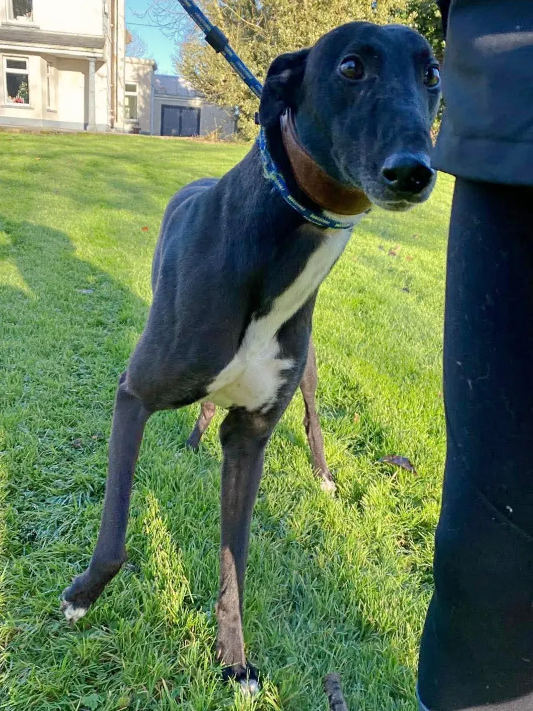 myth grey adozione 17