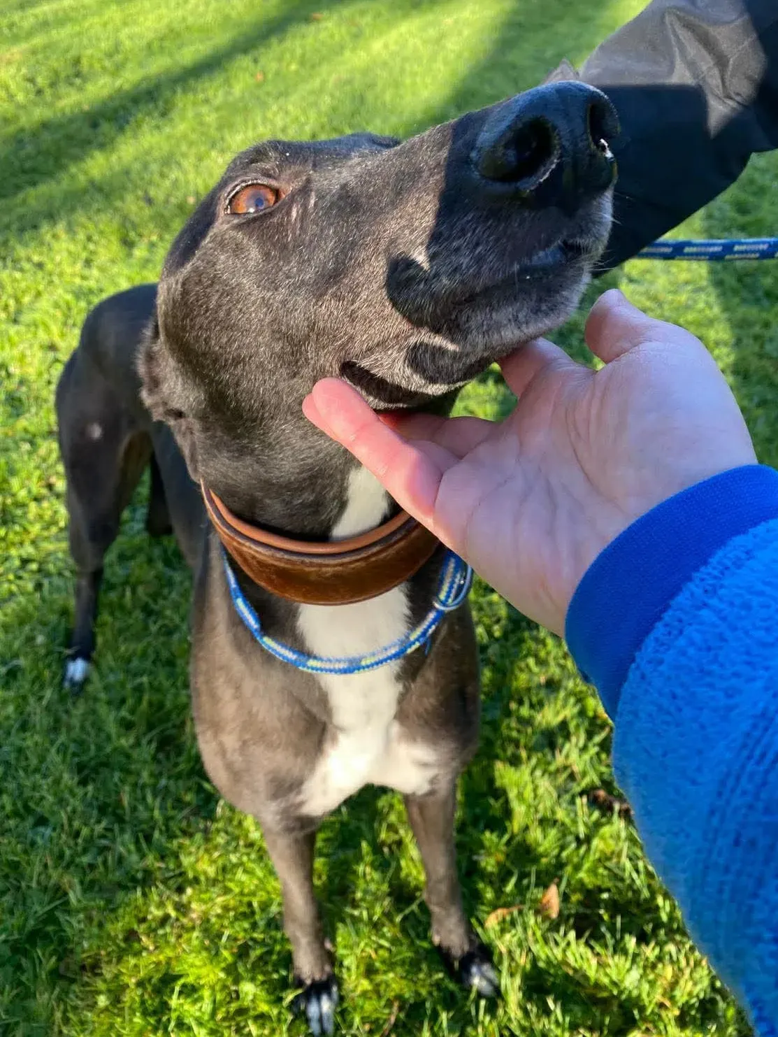 myth grey adozione 18