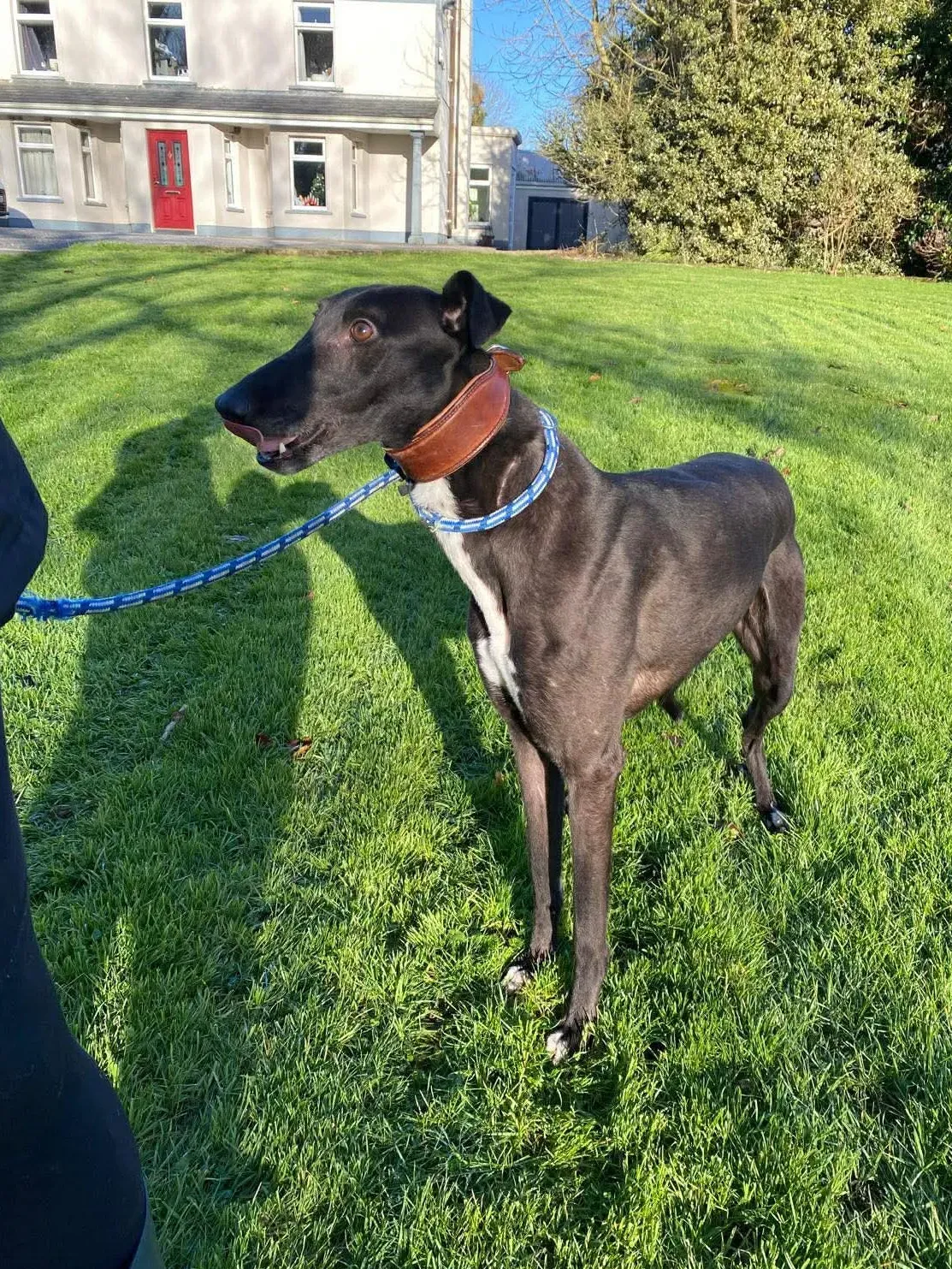 myth grey adozione 19