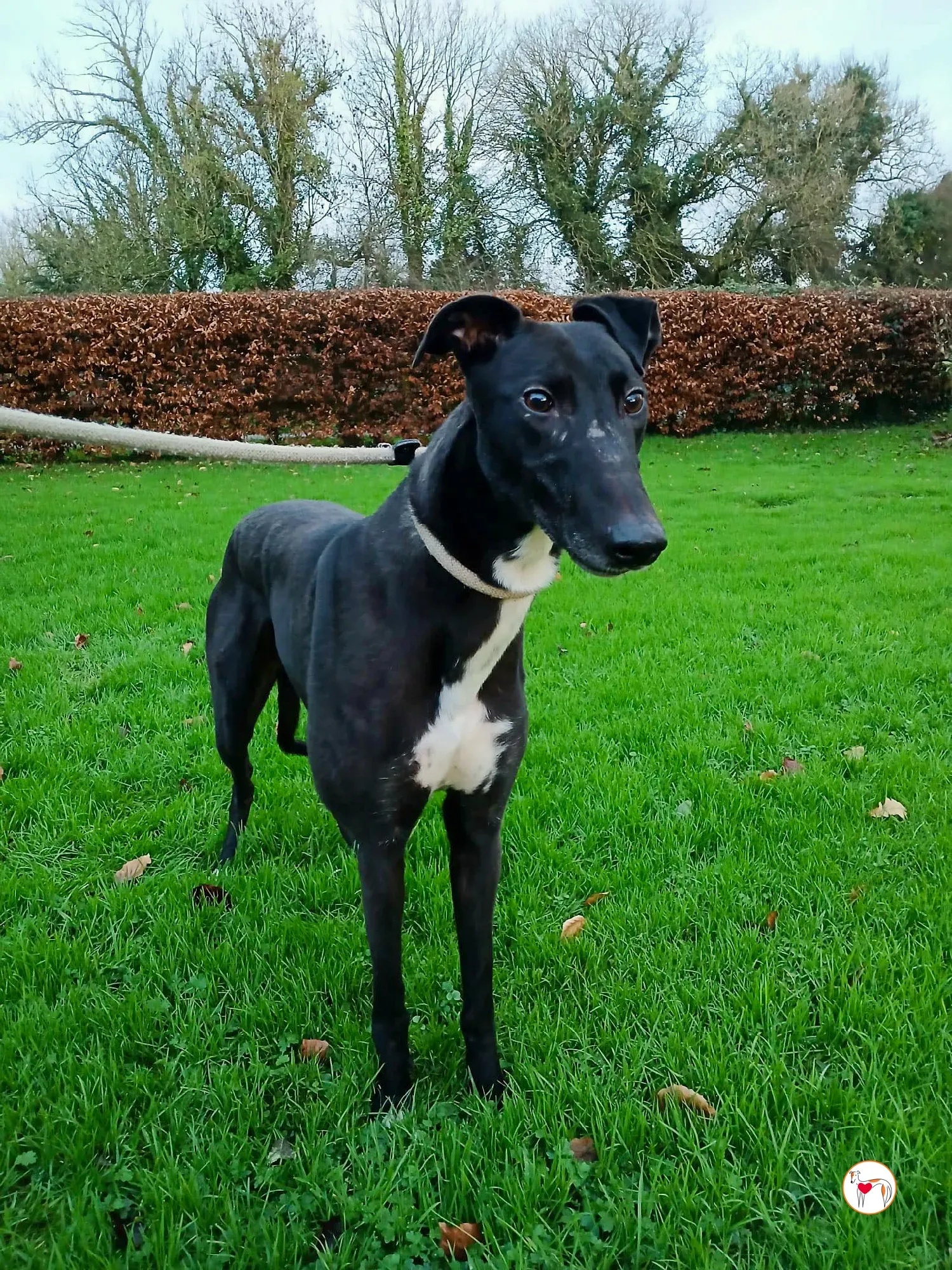 myth grey adozione 2