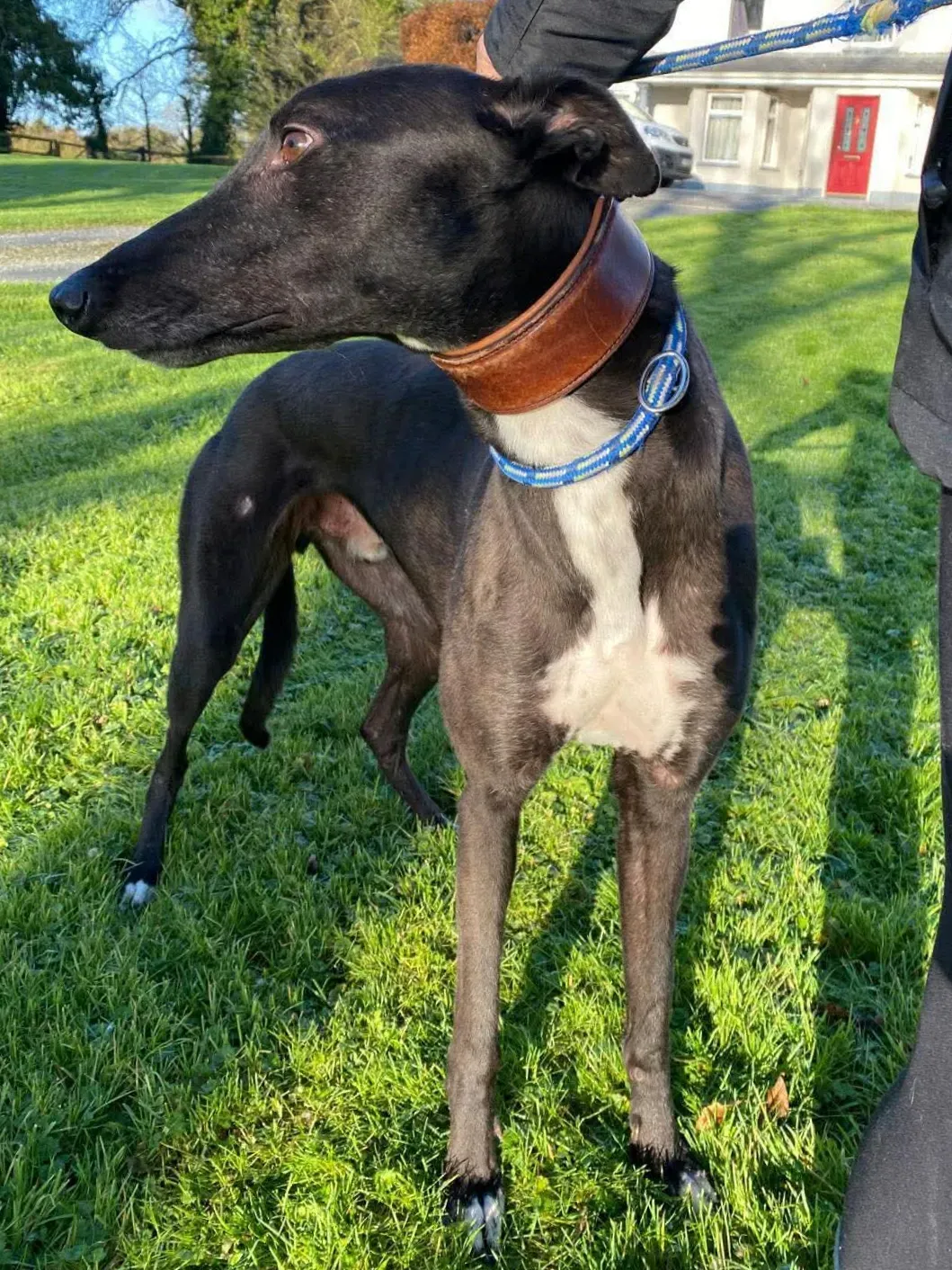 myth grey adozione 20