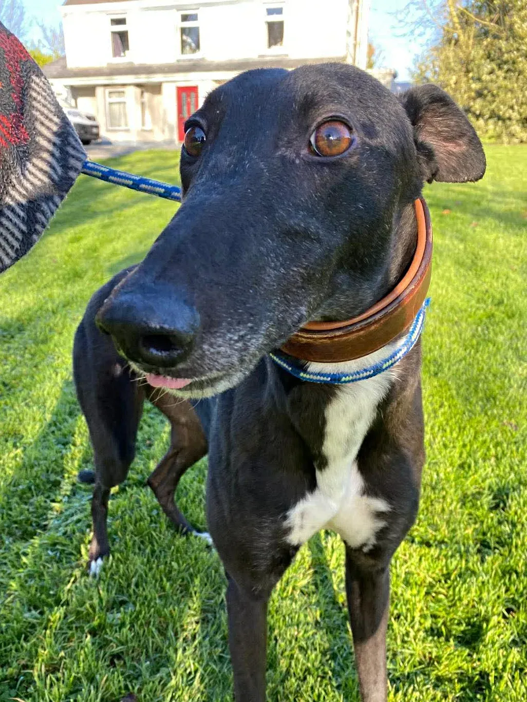 myth grey adozione 21