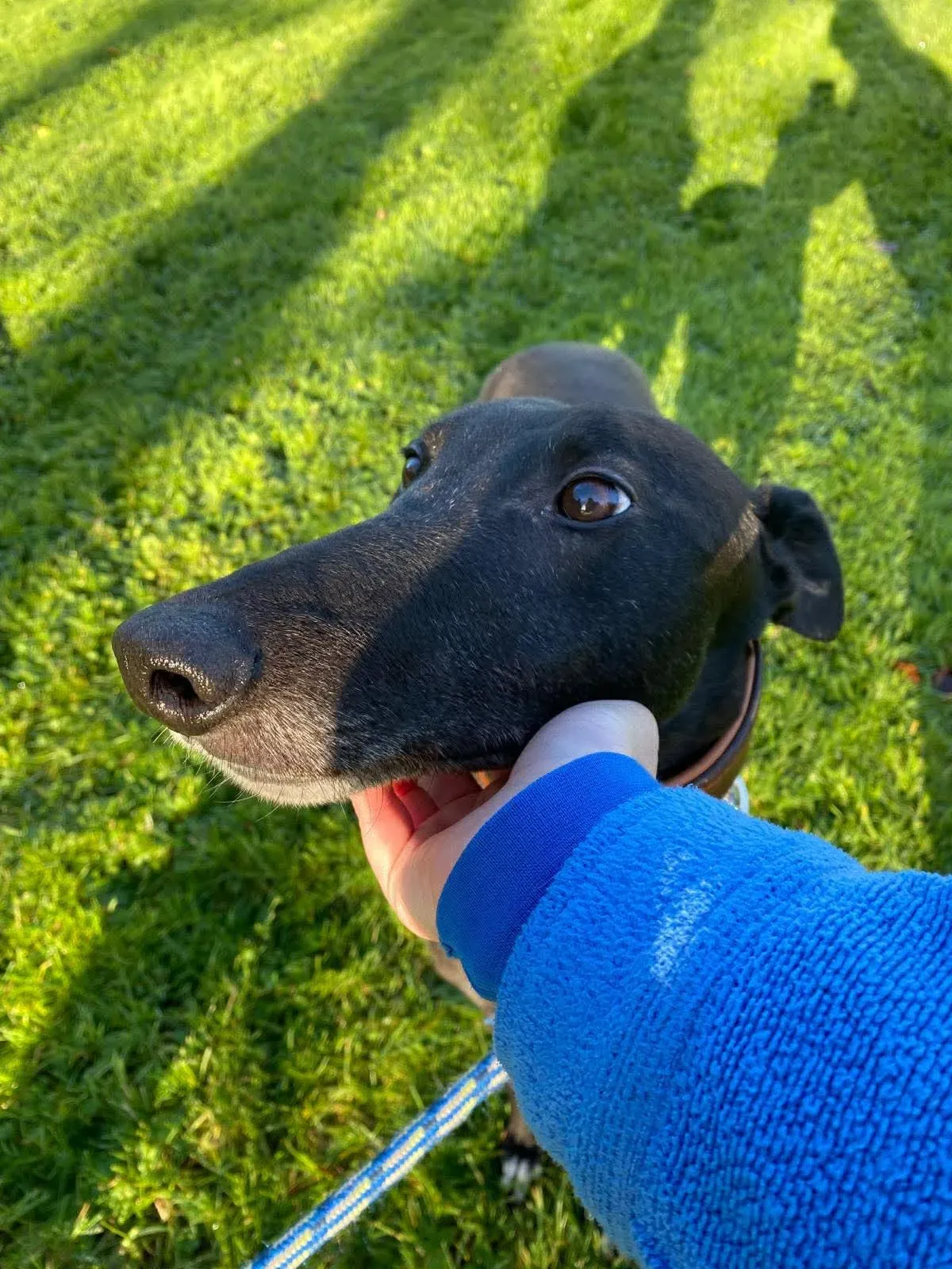 myth grey adozione 22