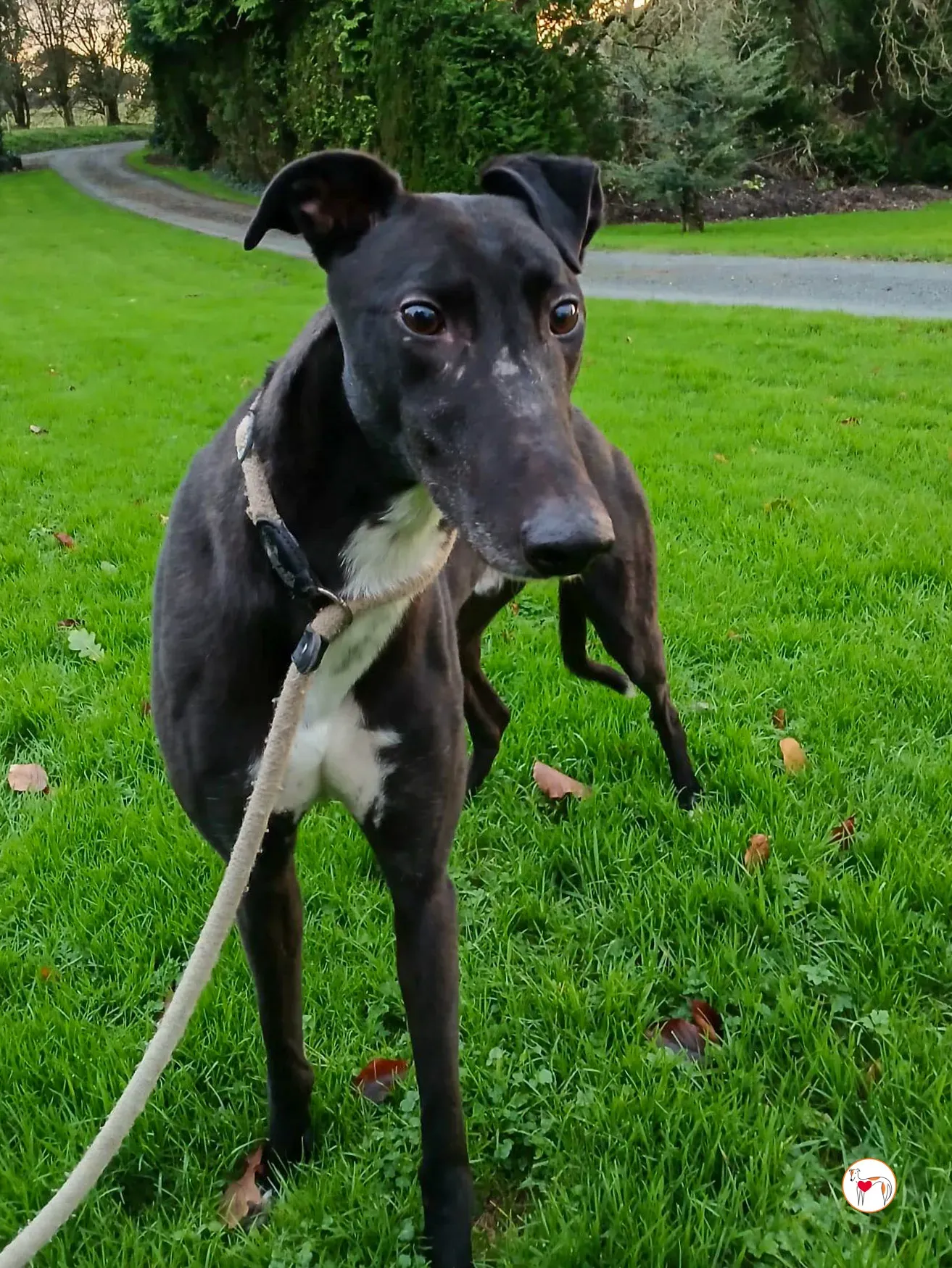 myth grey adozione 3