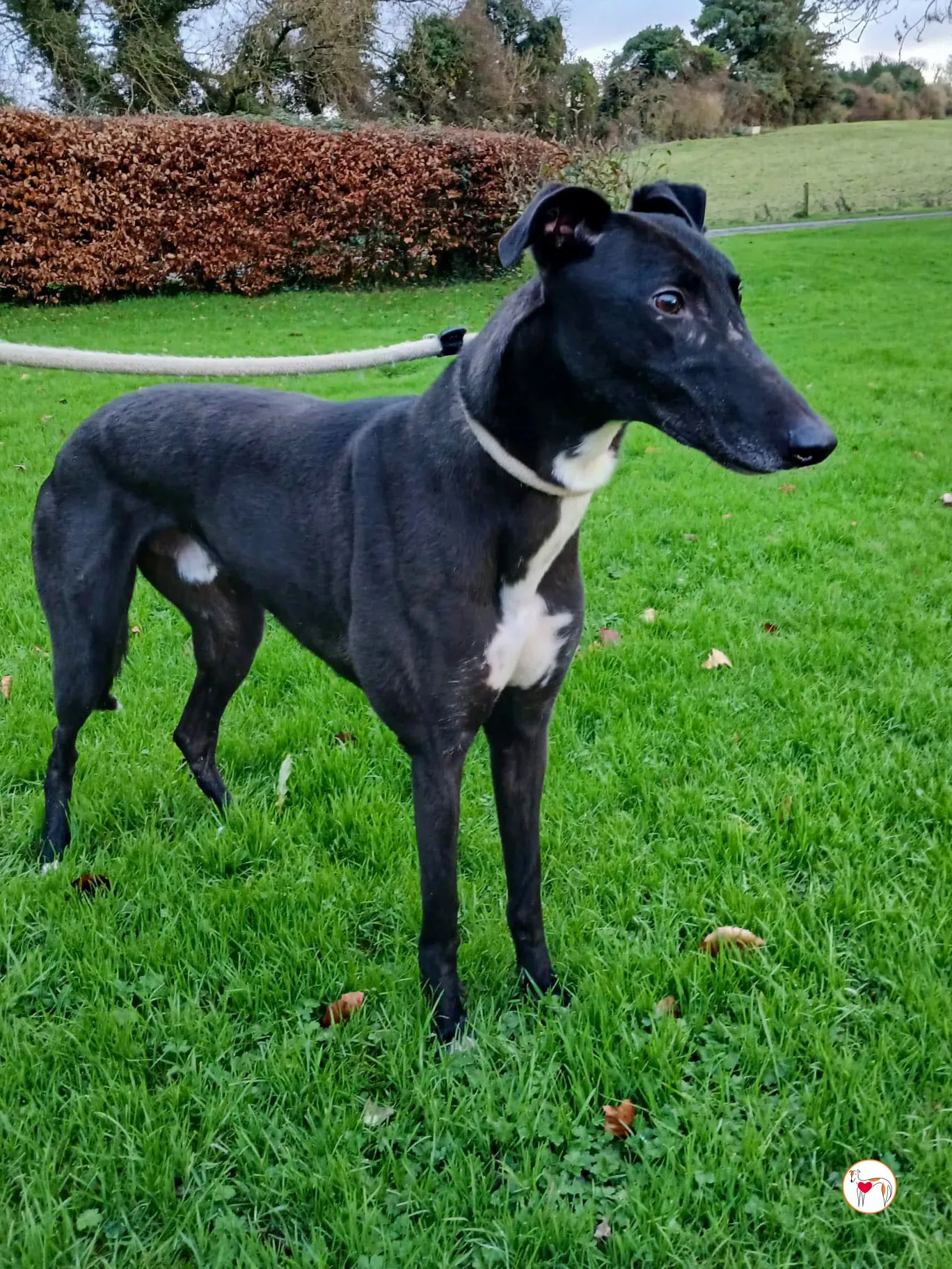 myth grey adozione 4