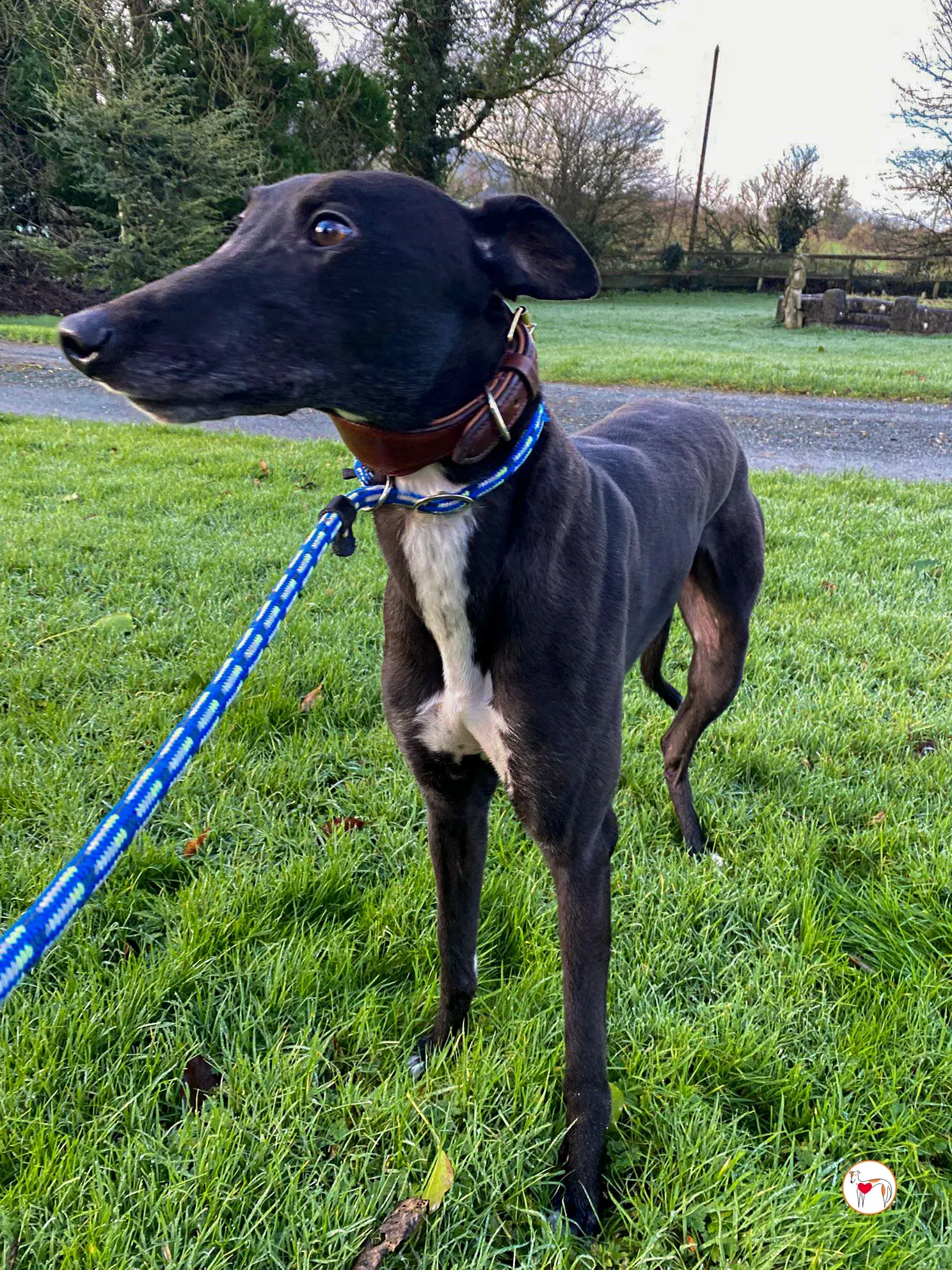 myth grey adozione 5