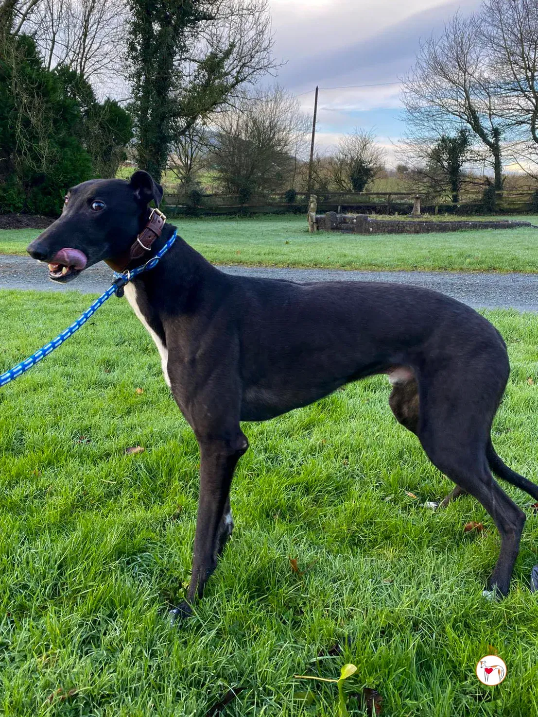 myth grey adozione 6