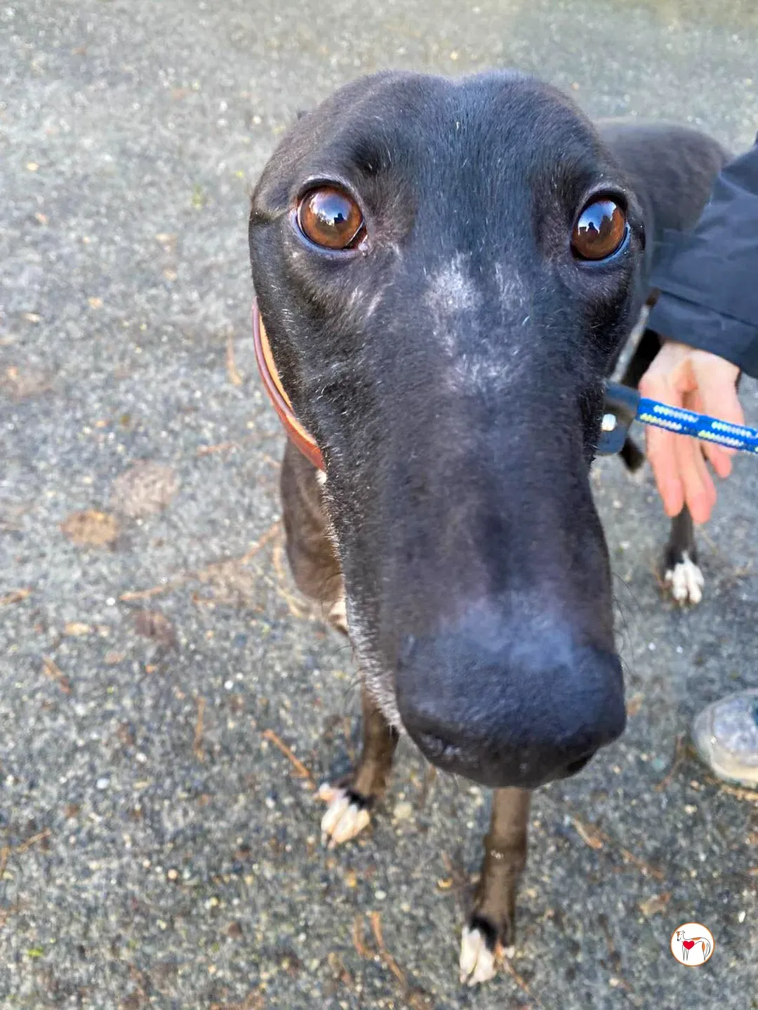 myth grey adozione 7