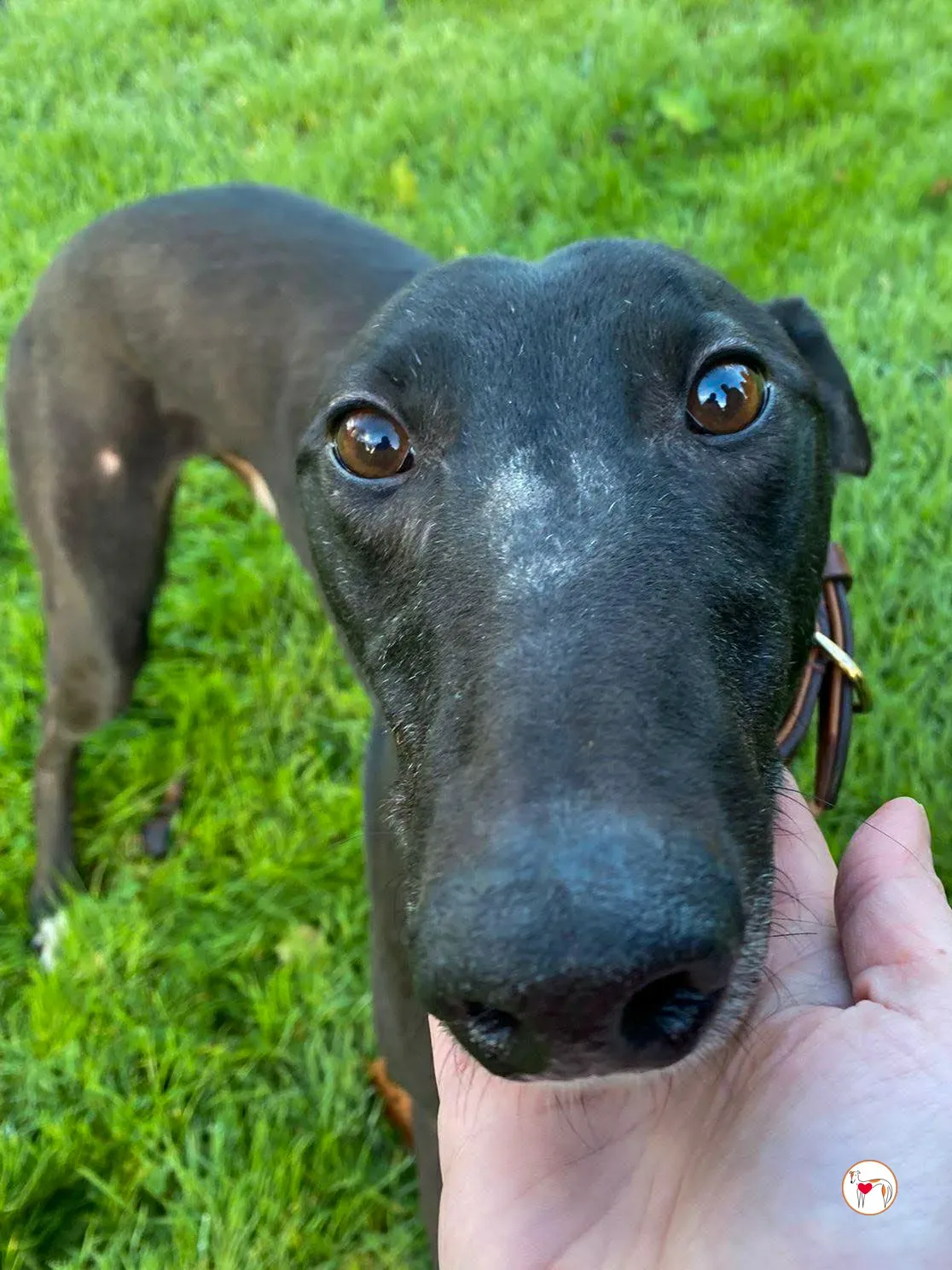 myth grey adozione 8