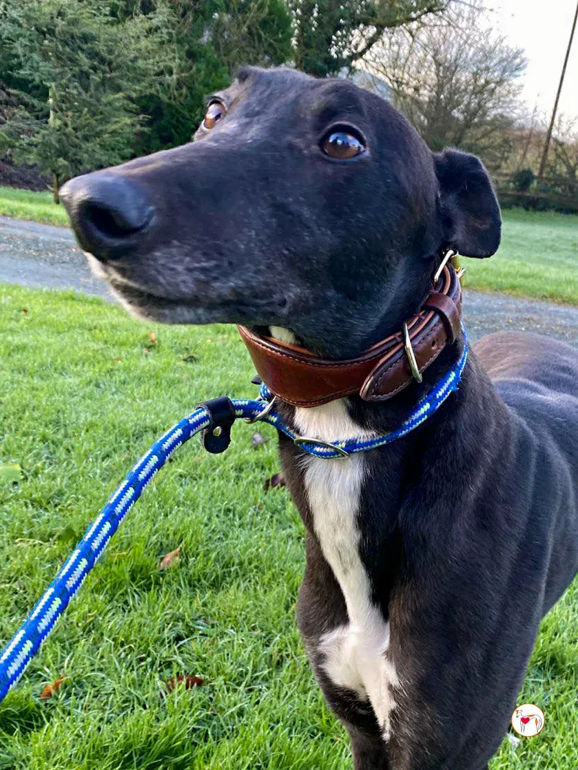 myth grey adozione 9