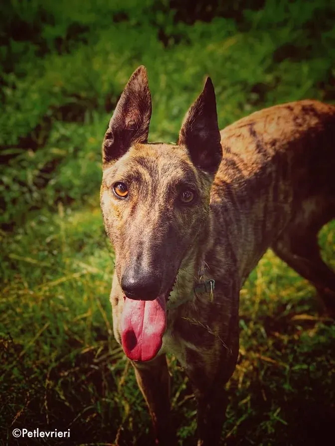 nadal adozione levrieri greyhound 1 1