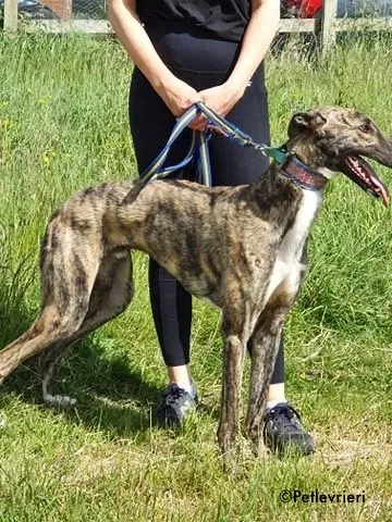 nadal adozione levrieri greyhound 10