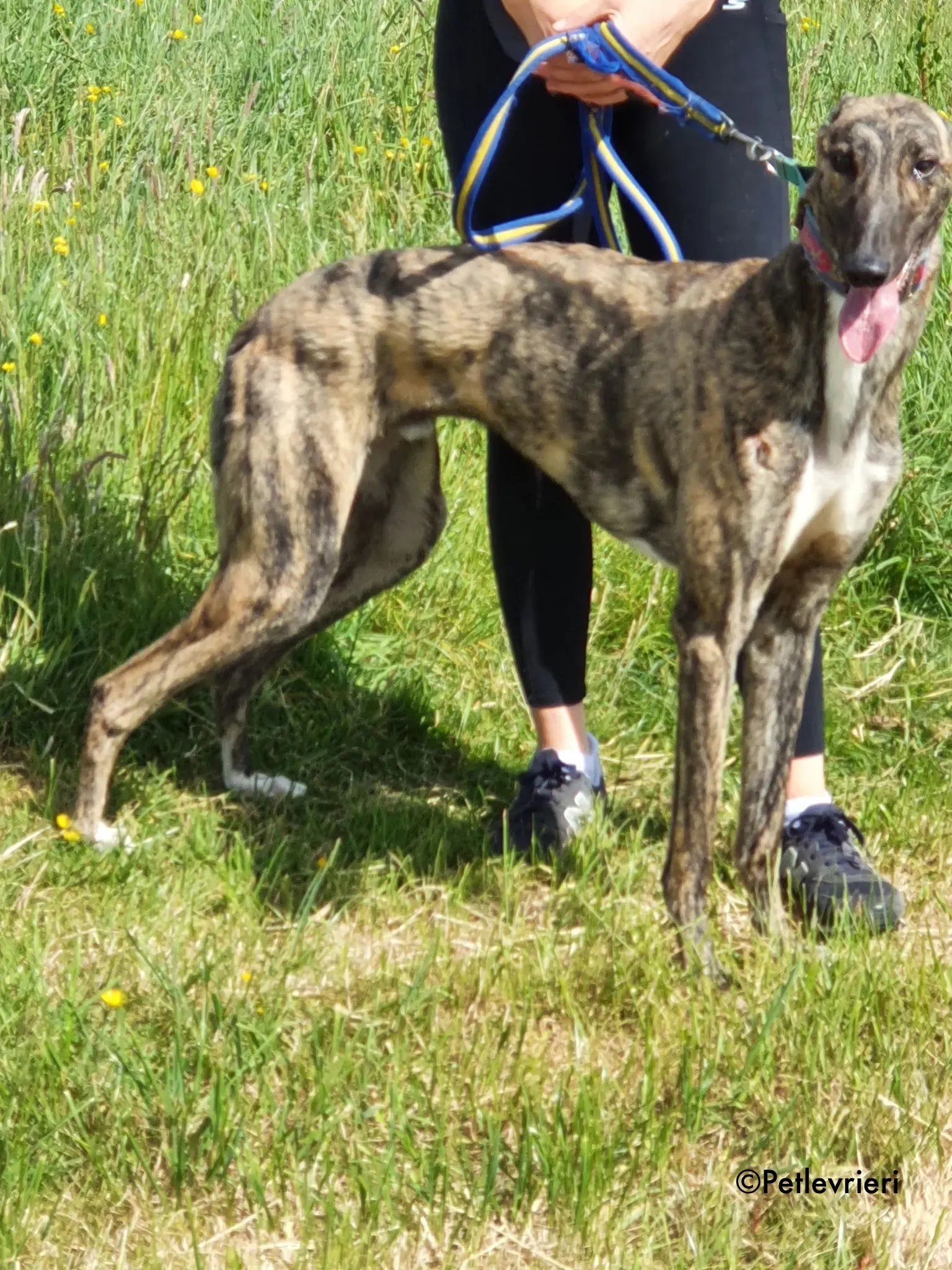 nadal adozione levrieri greyhound 11