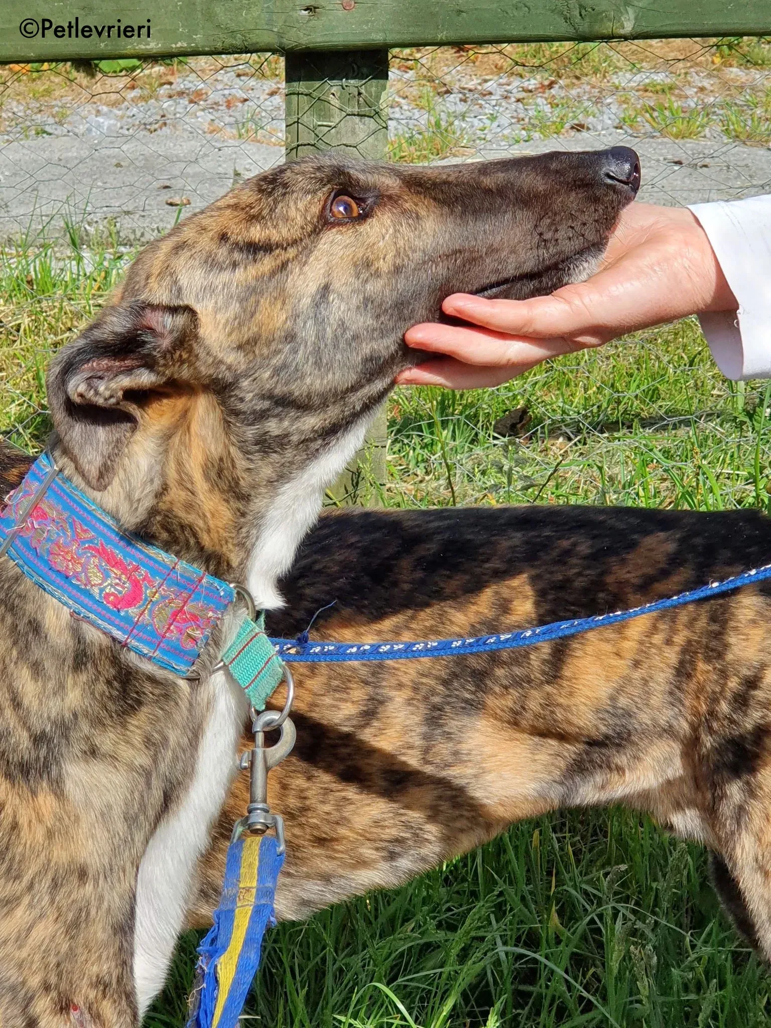 nadal adozione levrieri greyhound 12