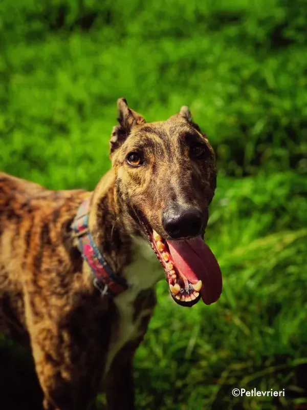 nadal adozione levrieri greyhound 2 3