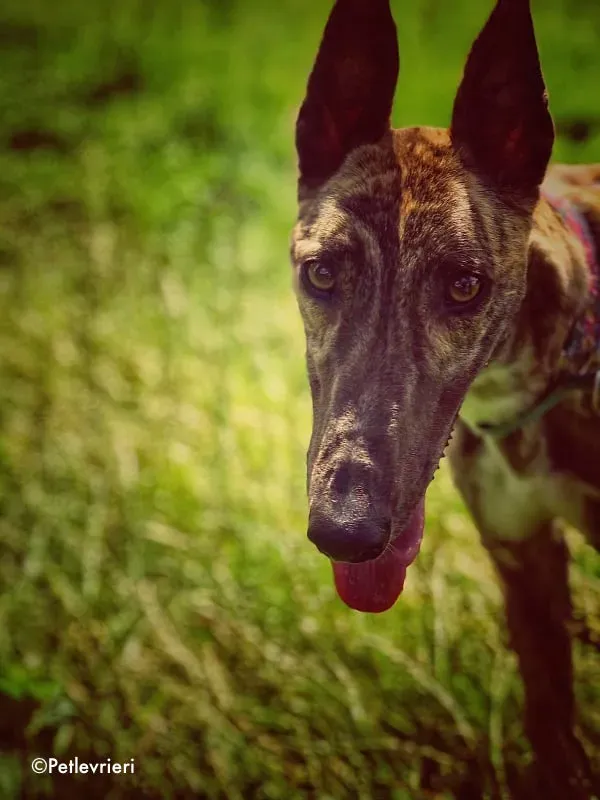 nadal adozione levrieri greyhound 3 1