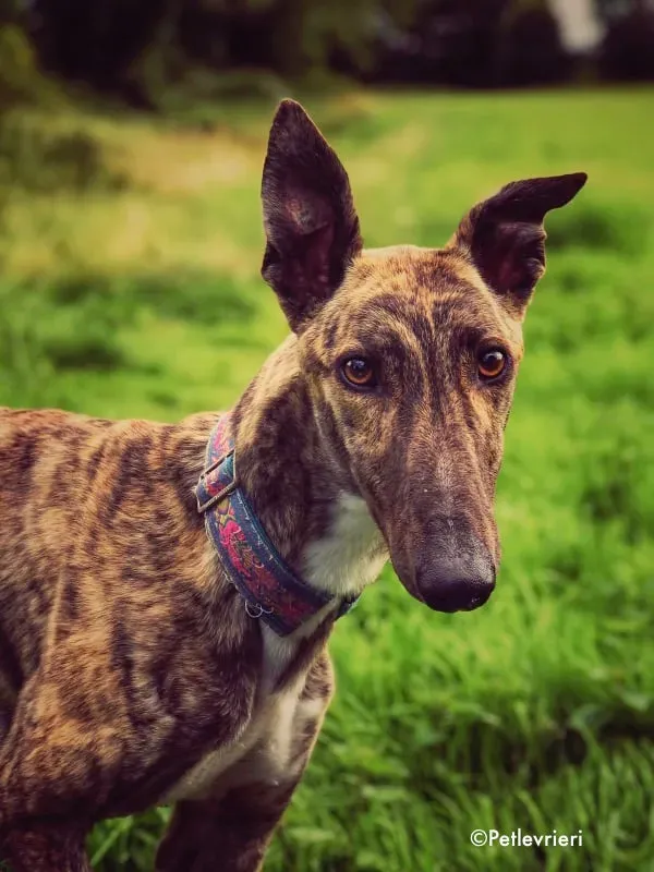 nadal adozione levrieri greyhound 4 1