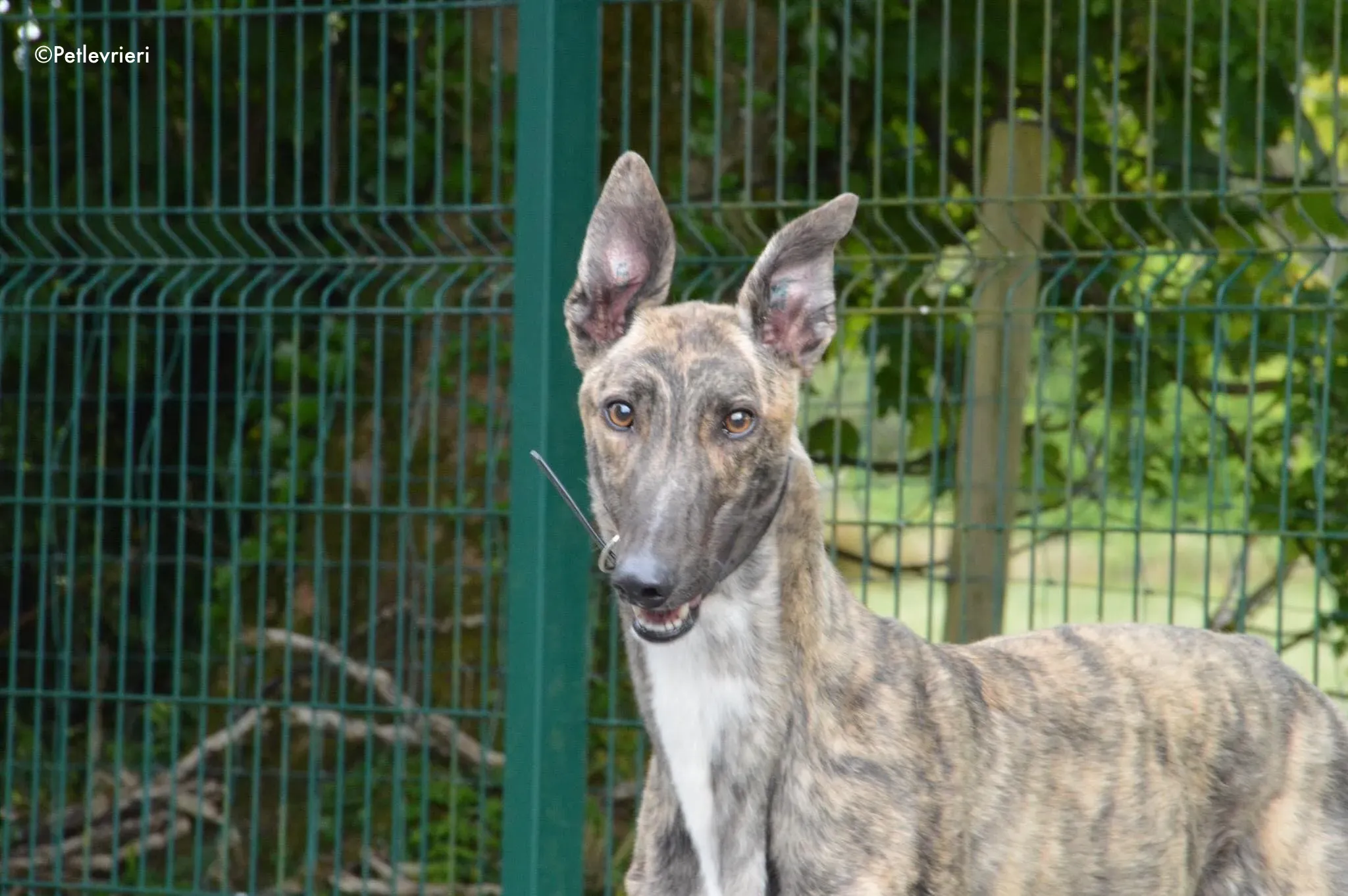 nadal adozione levrieri greyhound 5