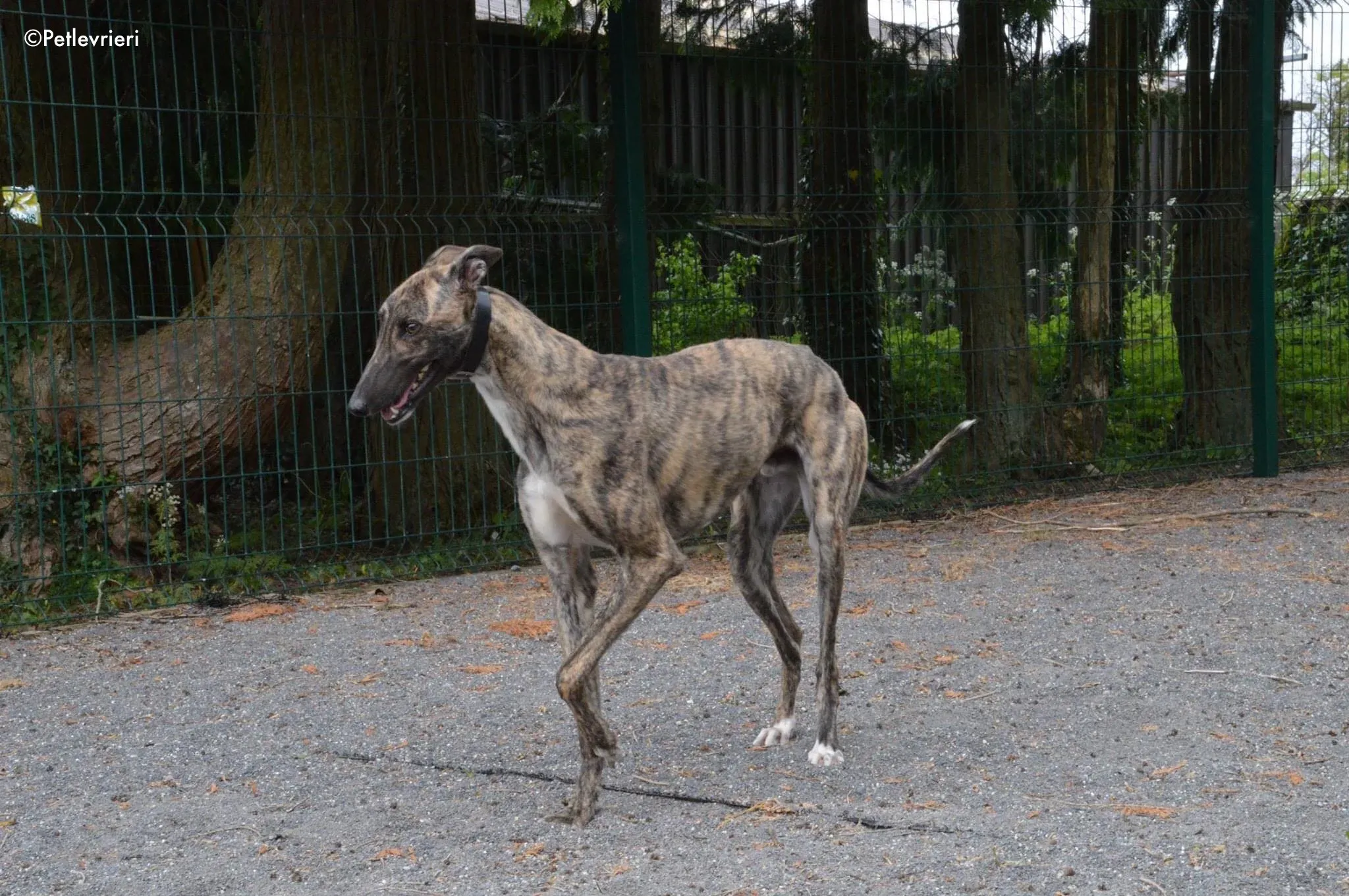 nadal adozione levrieri greyhound 7