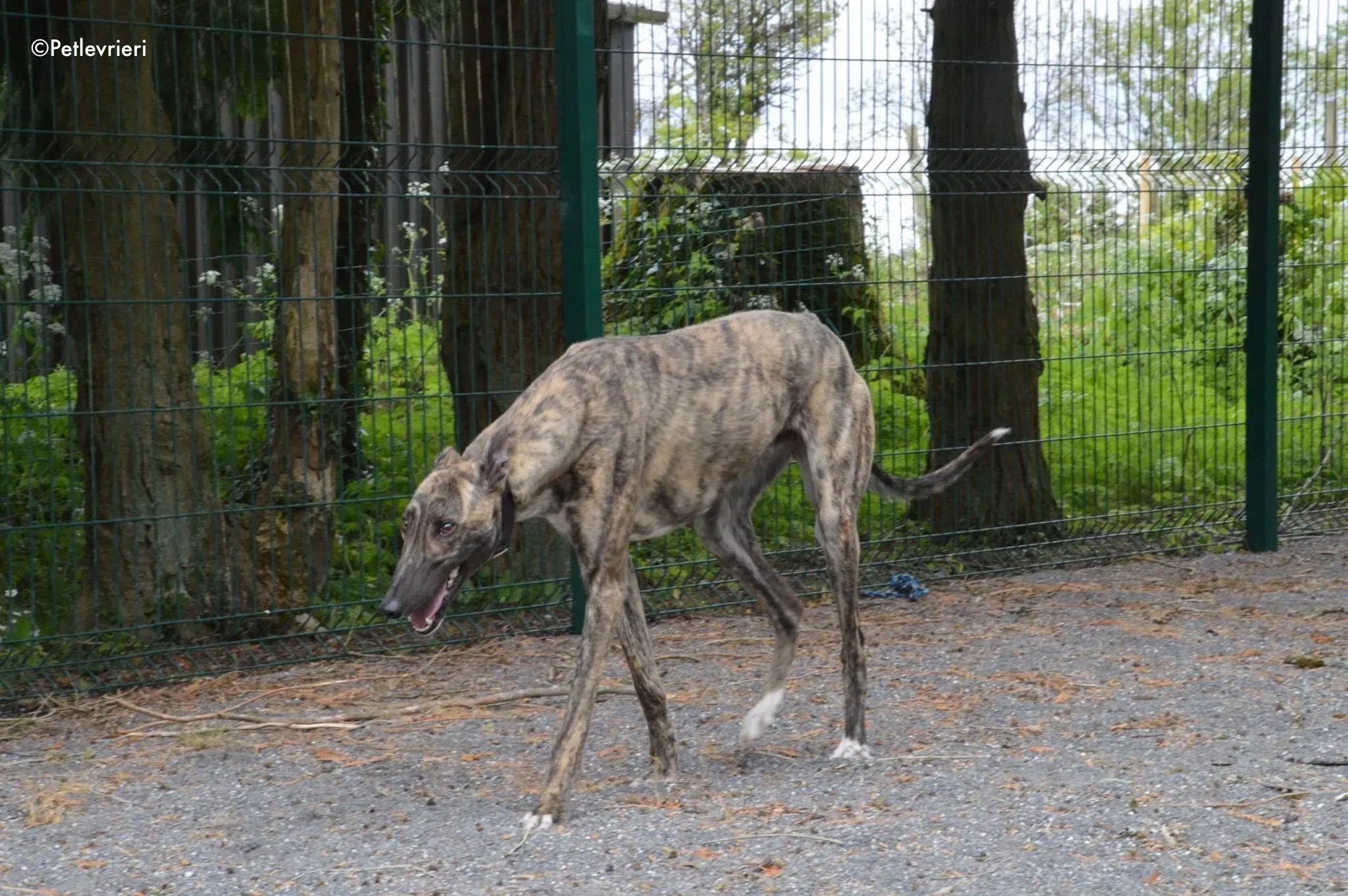 nadal adozione levrieri greyhound 8