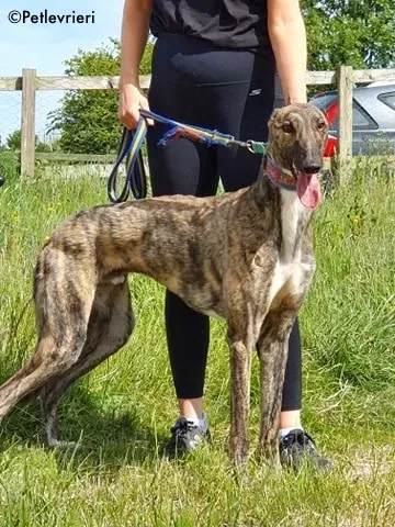 nadal adozione levrieri greyhound 9