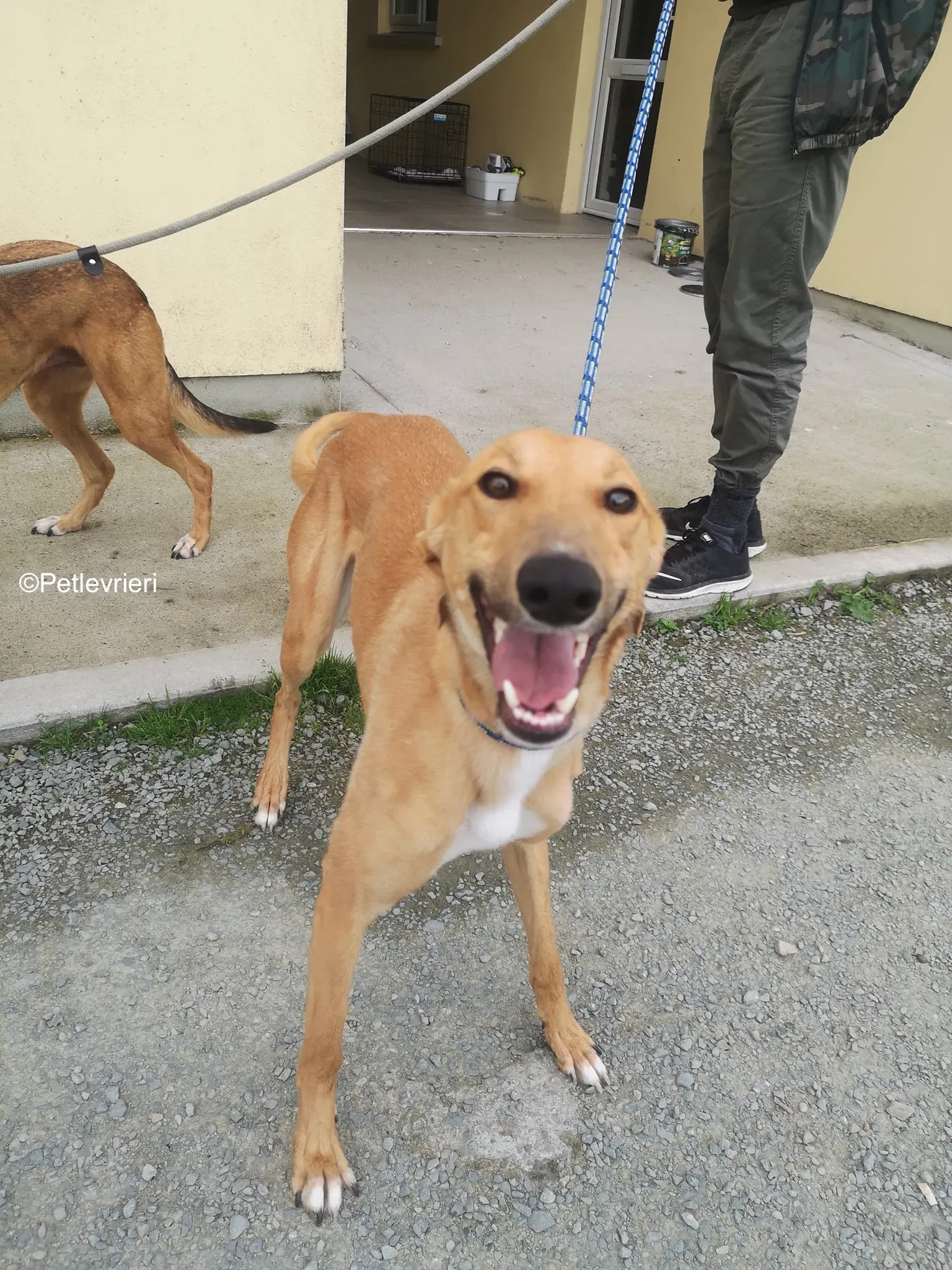 nala adozione levrieri greyhound 17