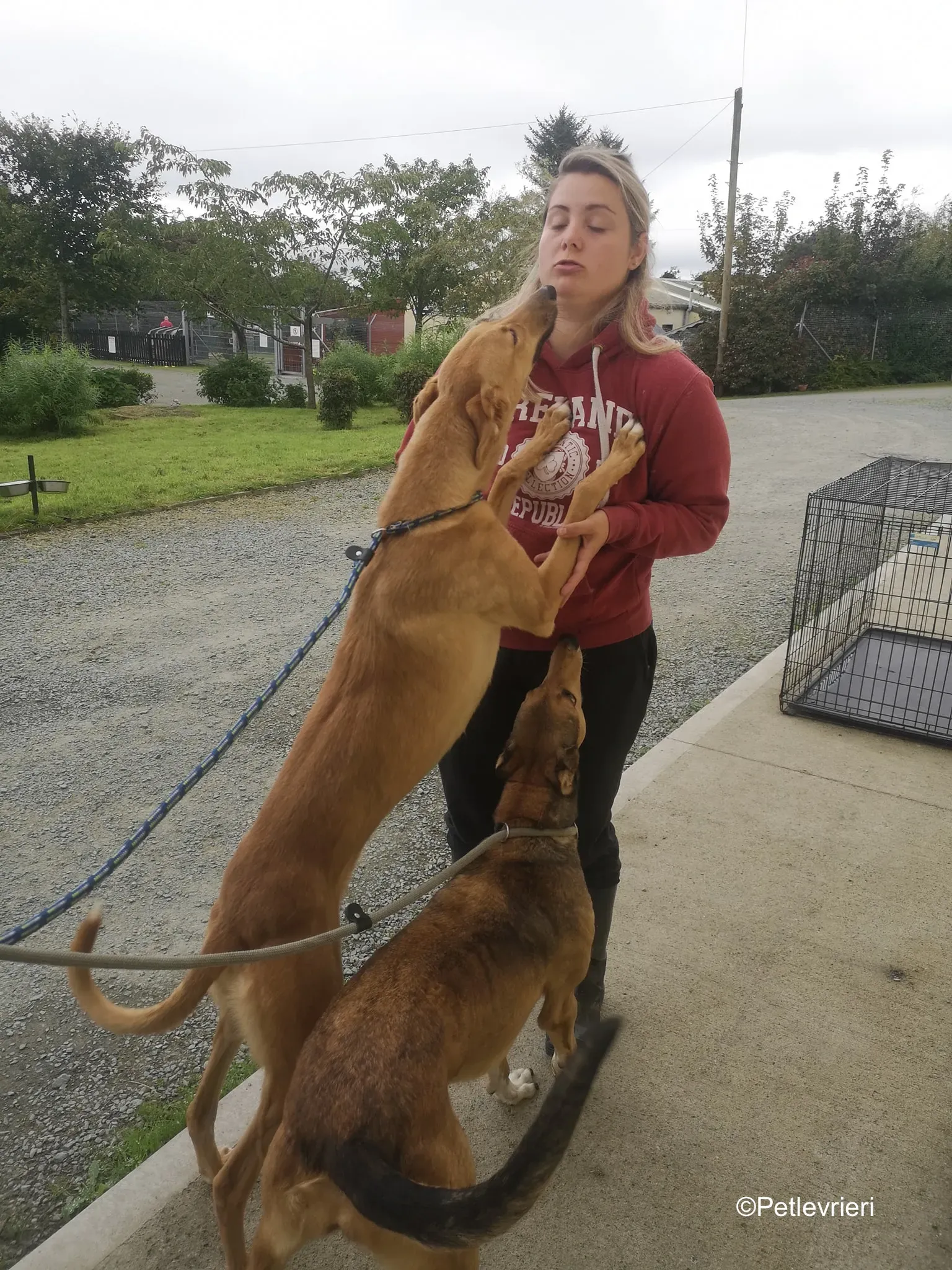 nala adozione levrieri greyhound 19